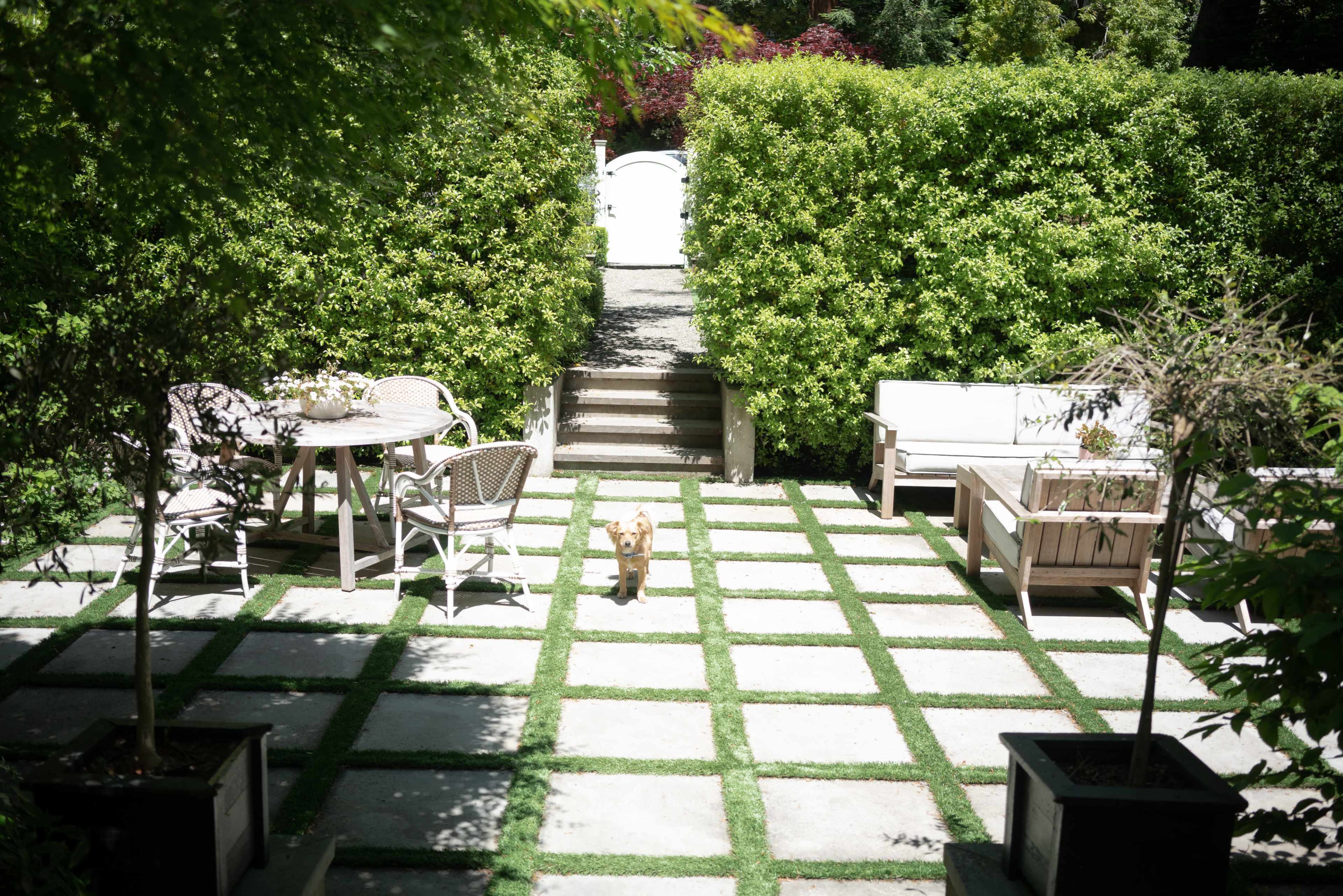 A dog walks along a stone pathway in a garden surrounded by neatly trimmed hedges and outdoor furniture.