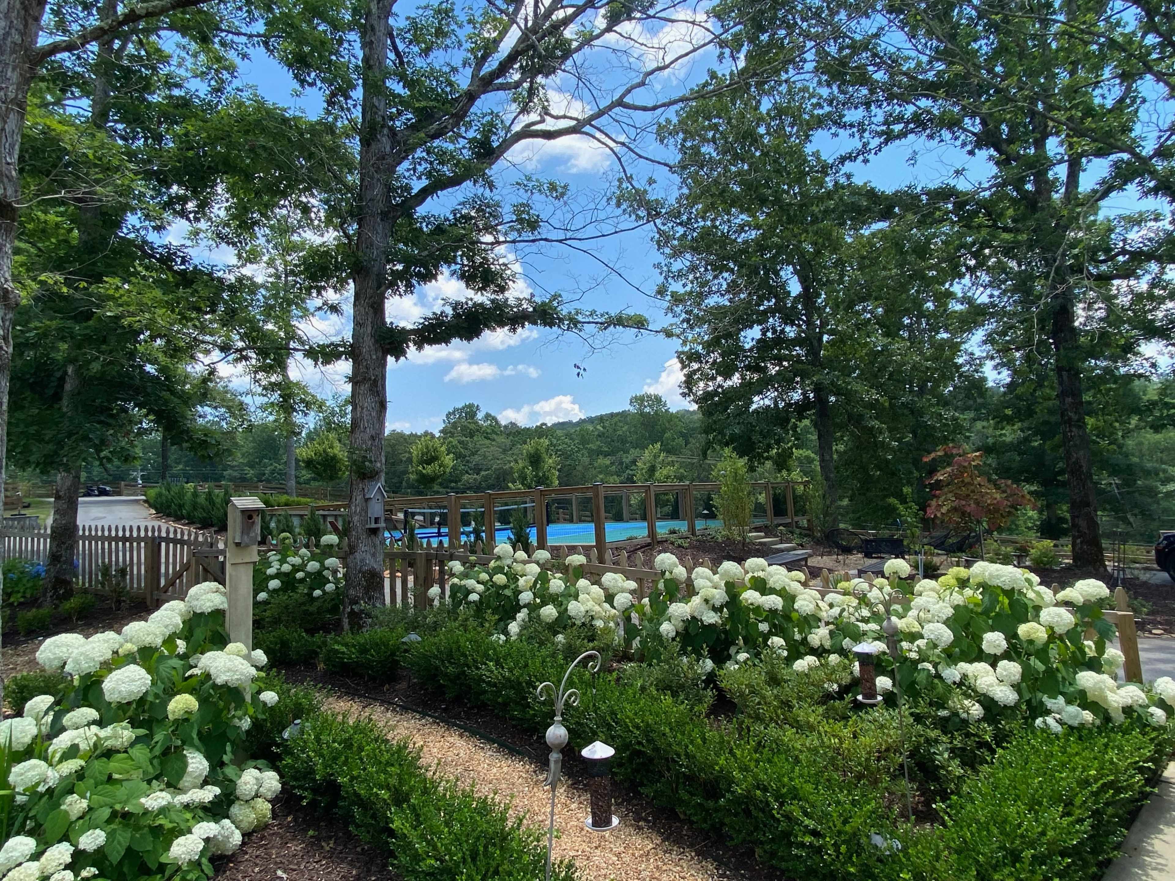 A landscaped garden featuring white hydrangeas and a gravel path, set against a backdrop of trees and a view of a pool deck.