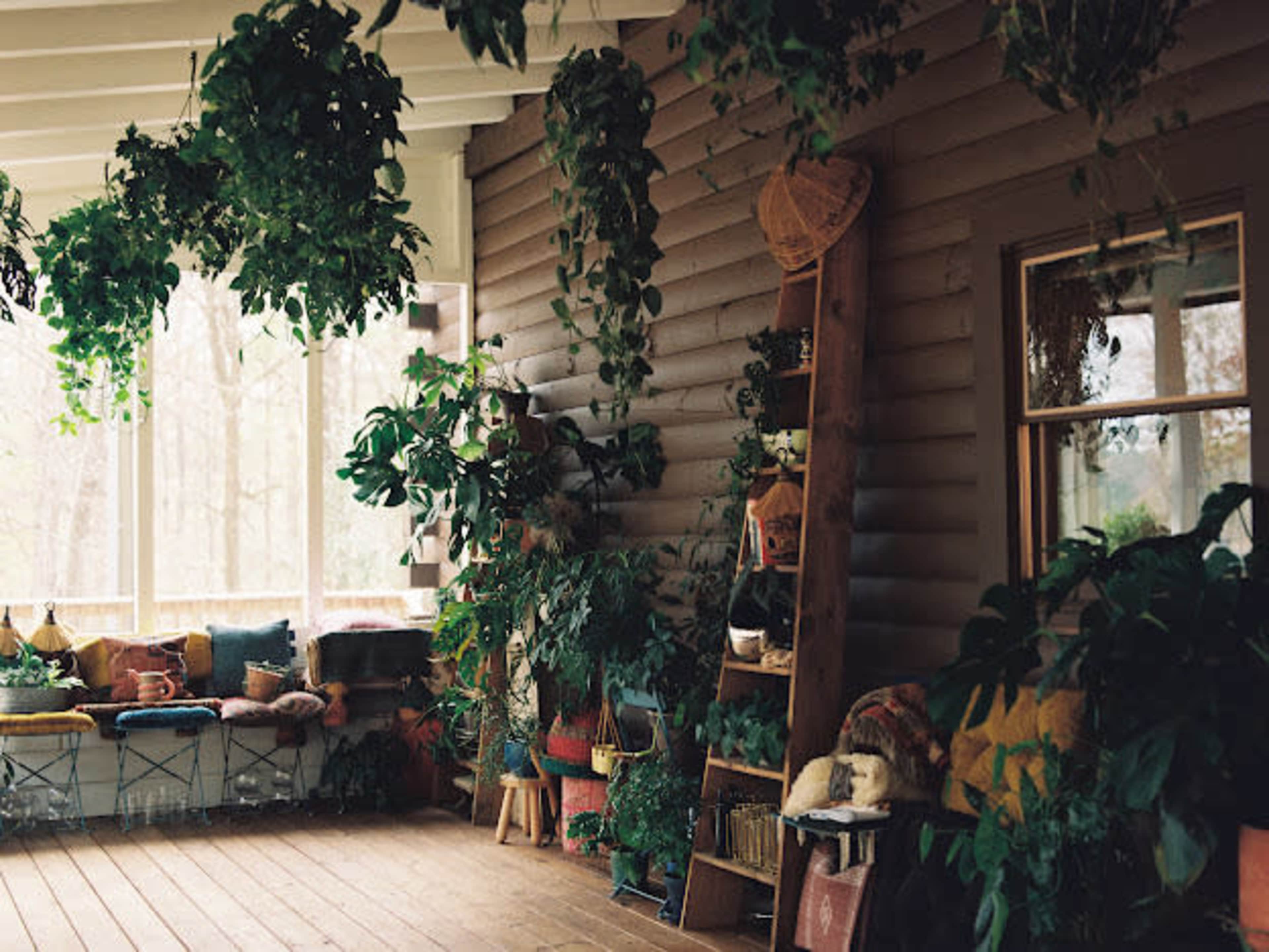 A sunlit room filled with various indoor plants, a cozy seating area, and a wooden shelf displaying books and decor.