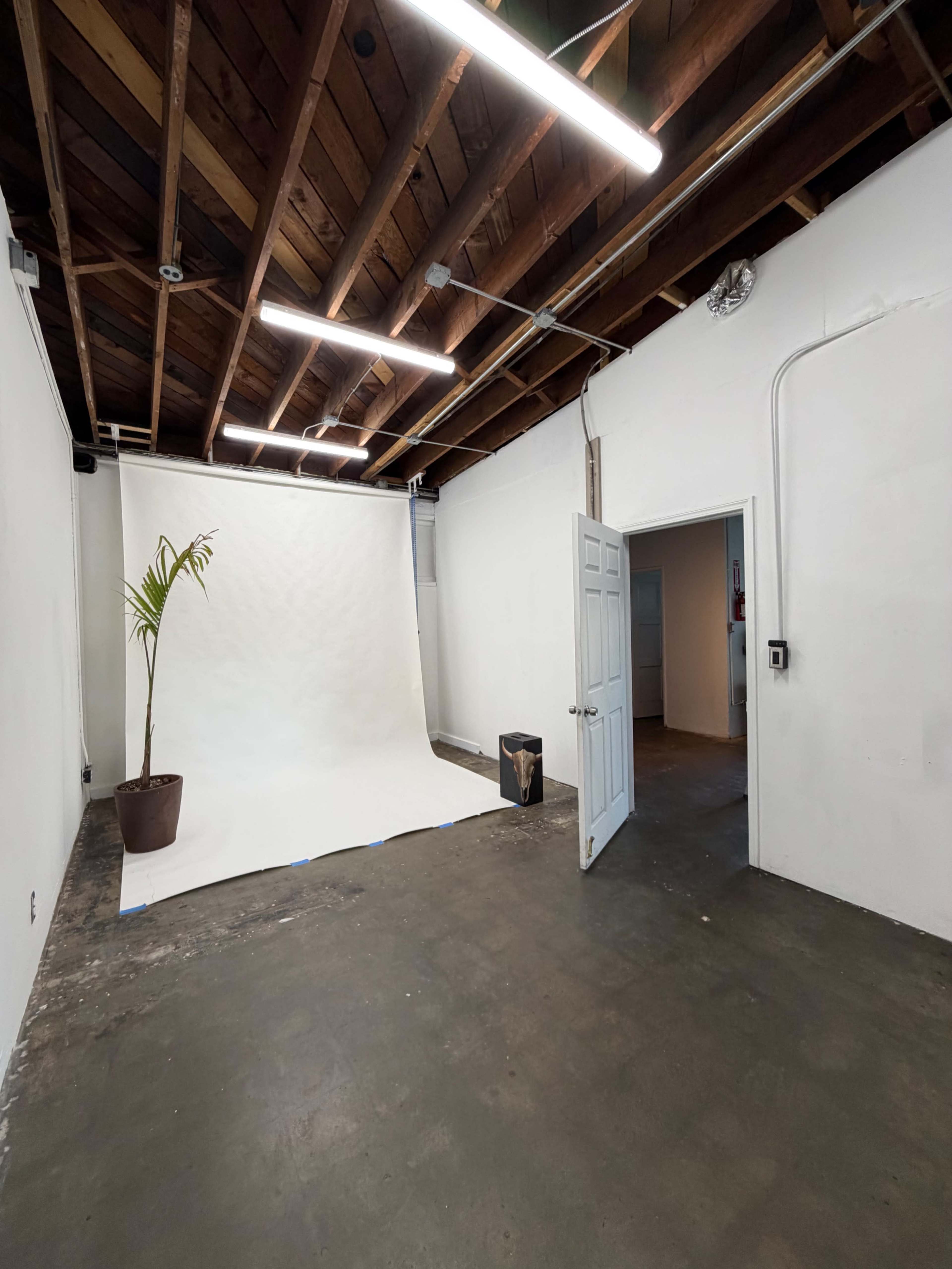 The image shows a sparse photography studio featuring a leafy plant in a pot, a plain backdrop, and an open door leading to another room.