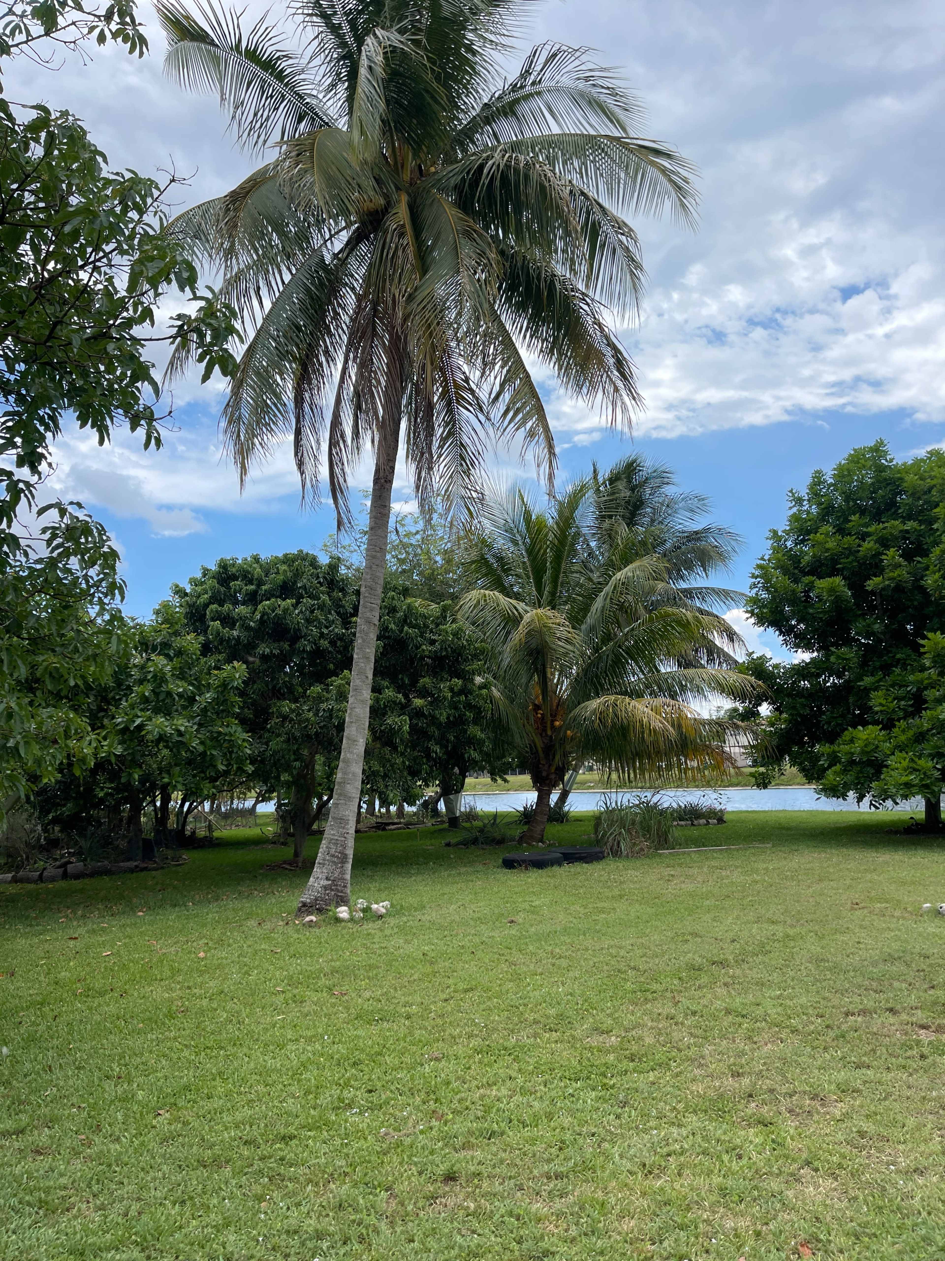 A grassy area features several palm and leafy trees near a body of water under a cloudy sky.