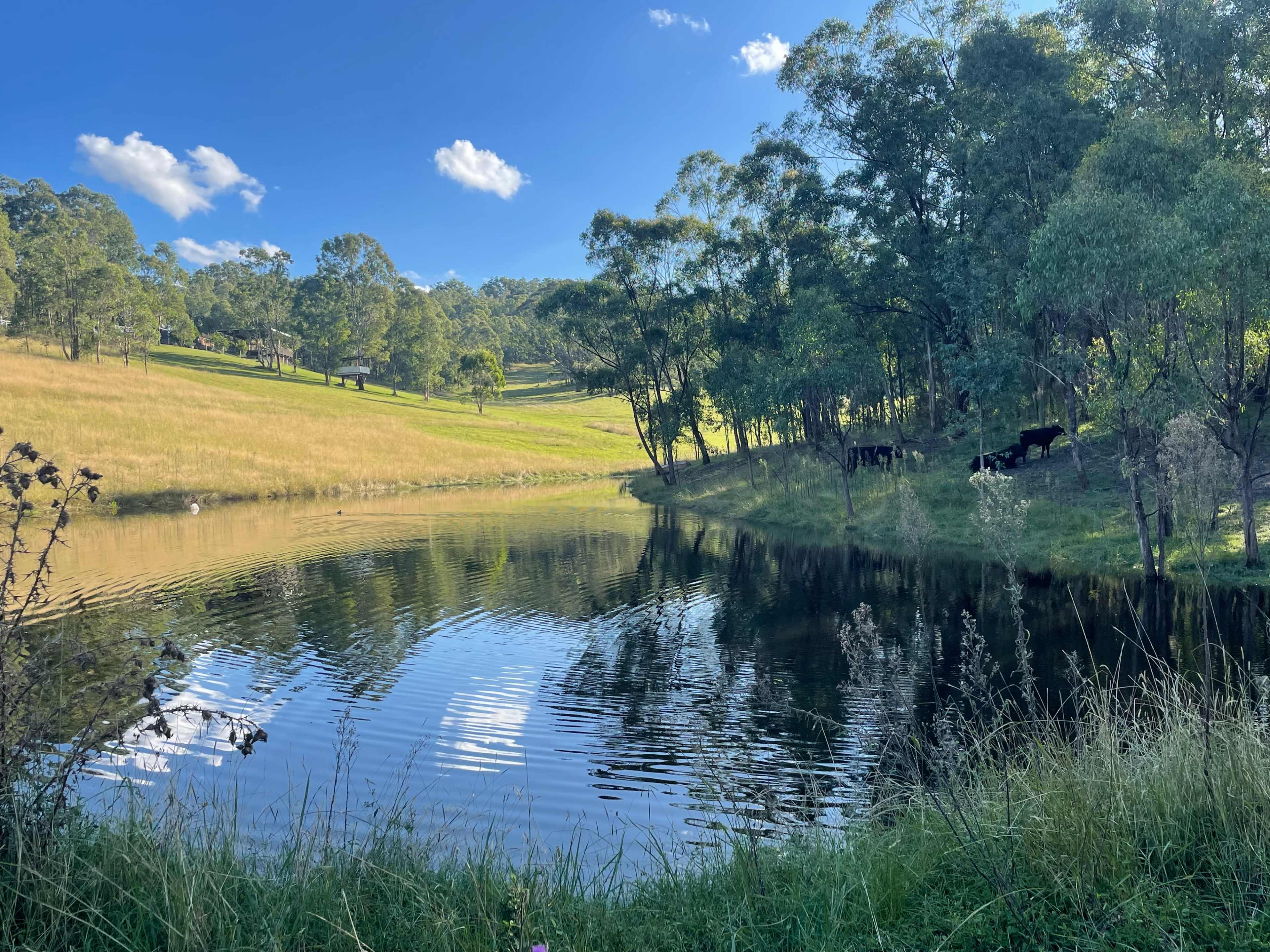 A calm pond reflects the surrounding trees and grassy hillside, with a few cows visible in the background.