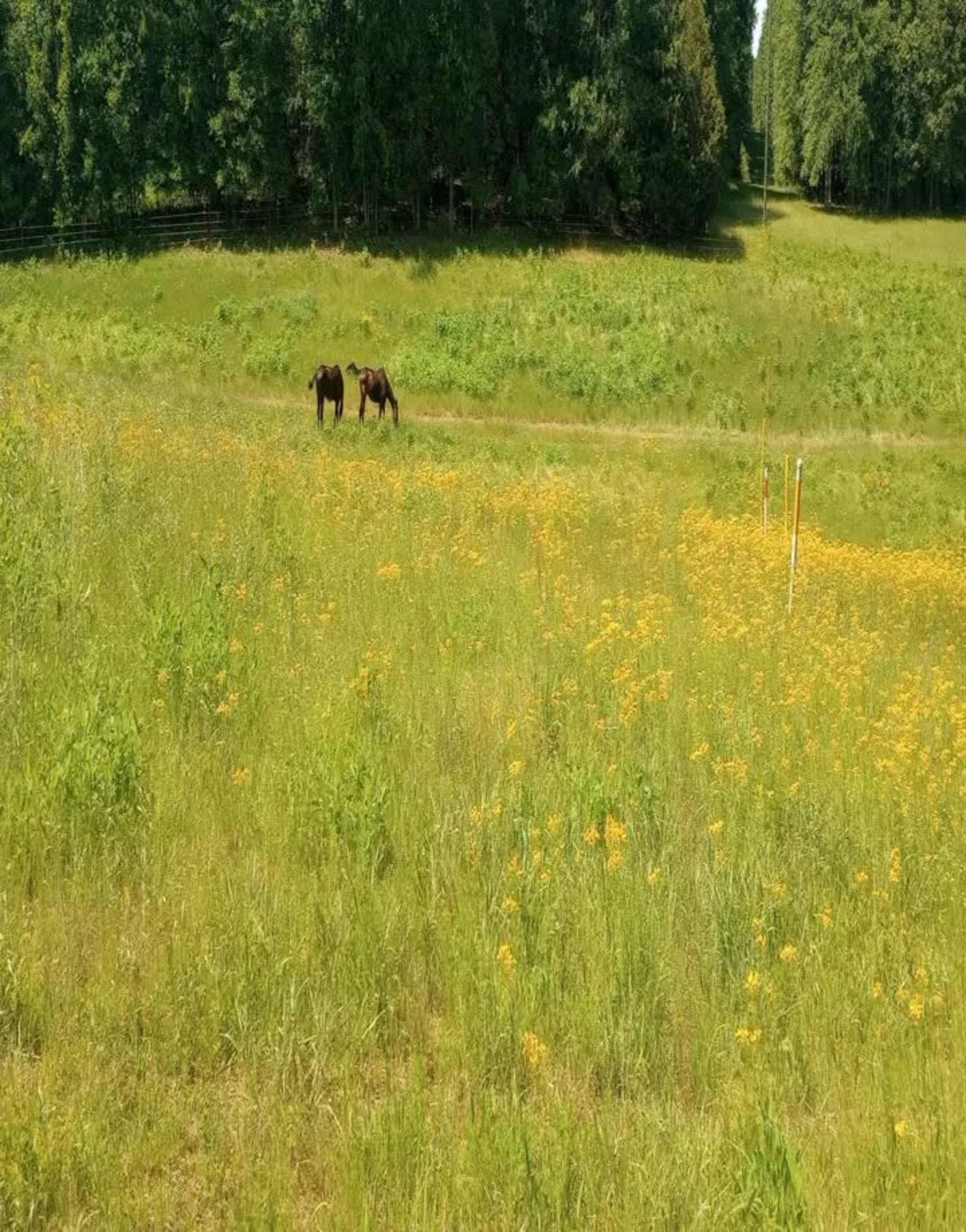 Two horses graze on a grassy field dotted with yellow flowers, surrounded by trees and a dirt path in the background.