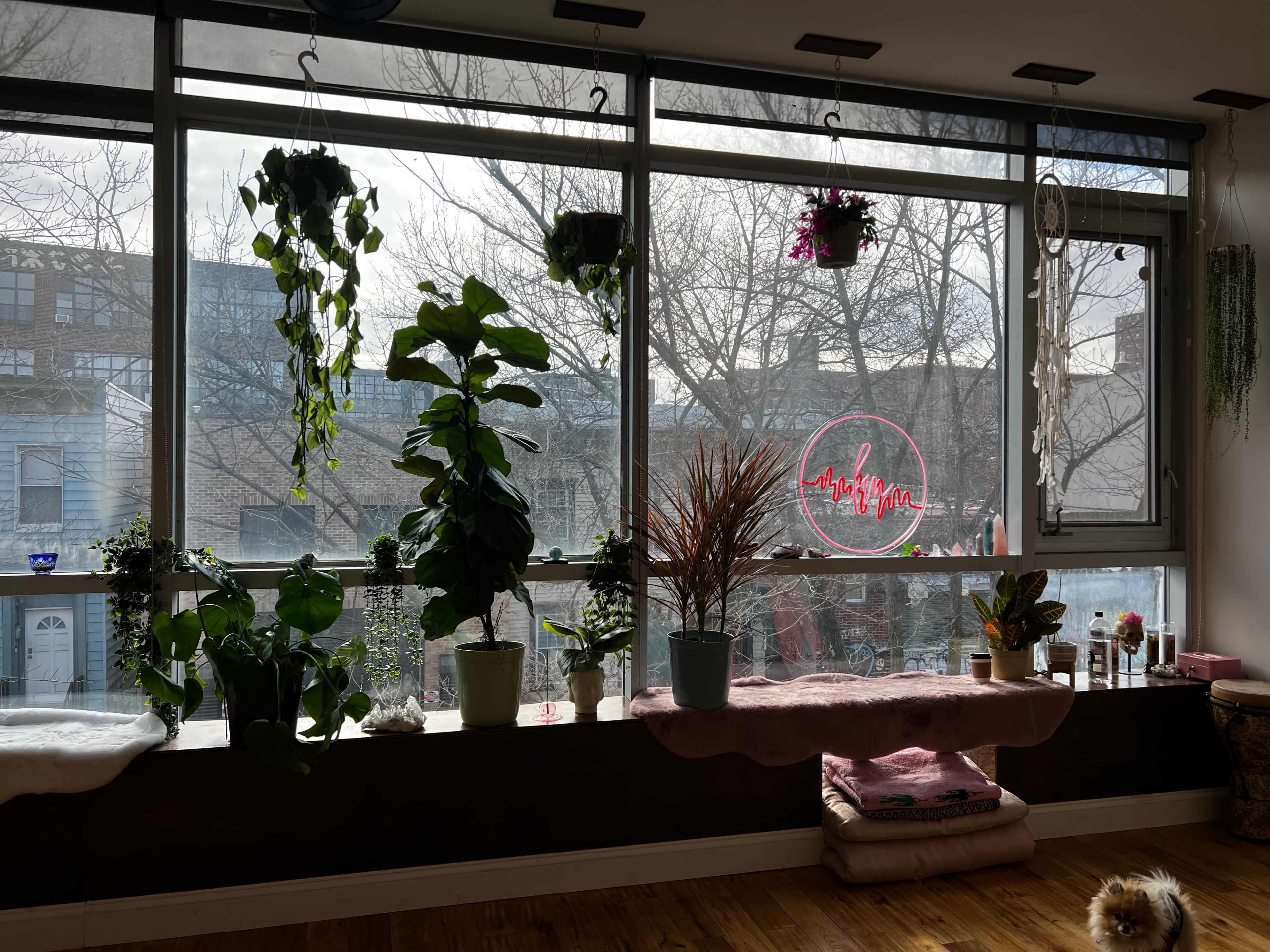 A large window with various potted plants and a neon sign illuminates a room overlooking a city street.