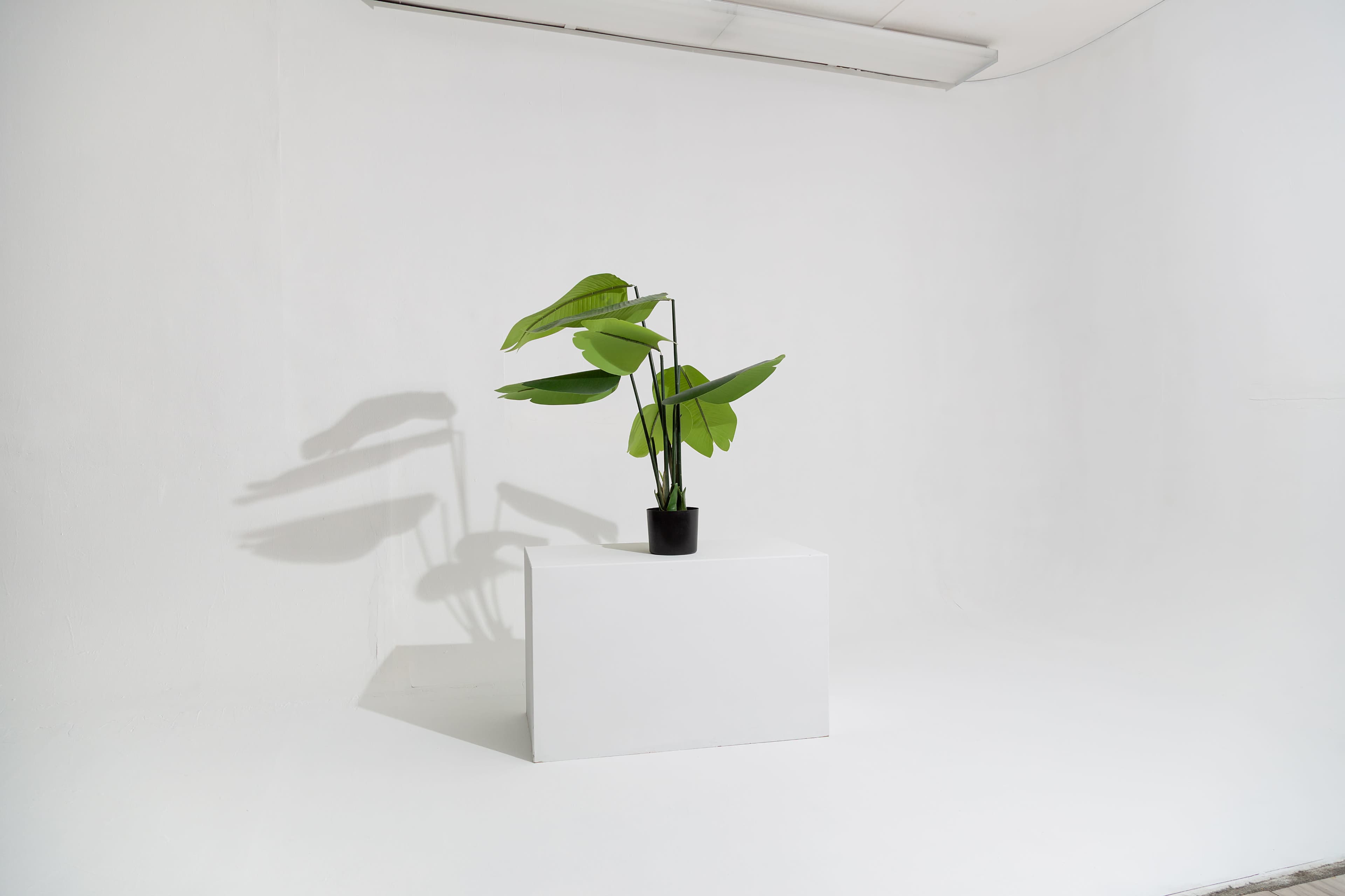 A potted plant with large green leaves stands on a white pedestal in a minimally decorated white room.