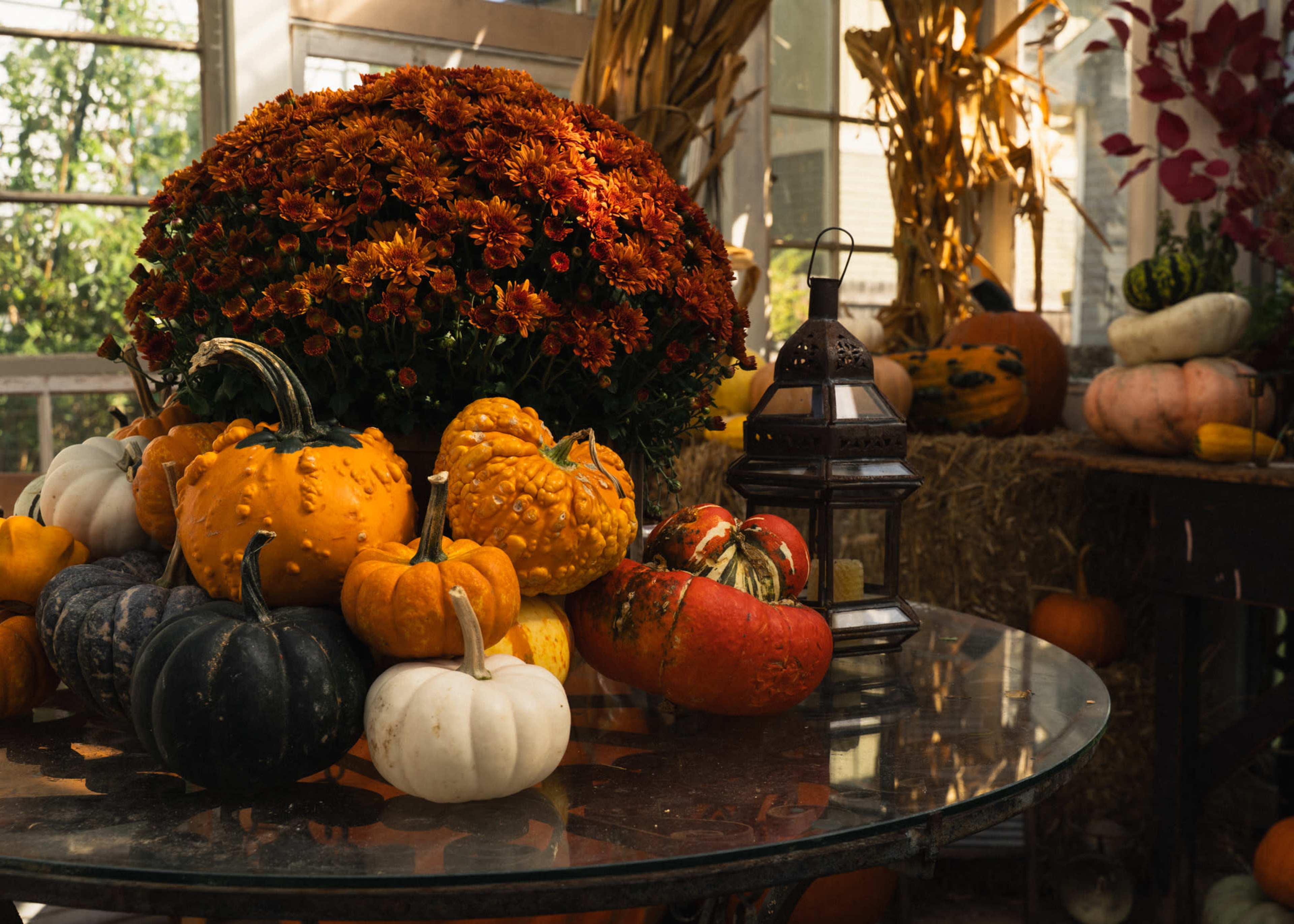 Pumpkin Palace in The Rustic Greenhouse Image in East Nashville, nashville, TN