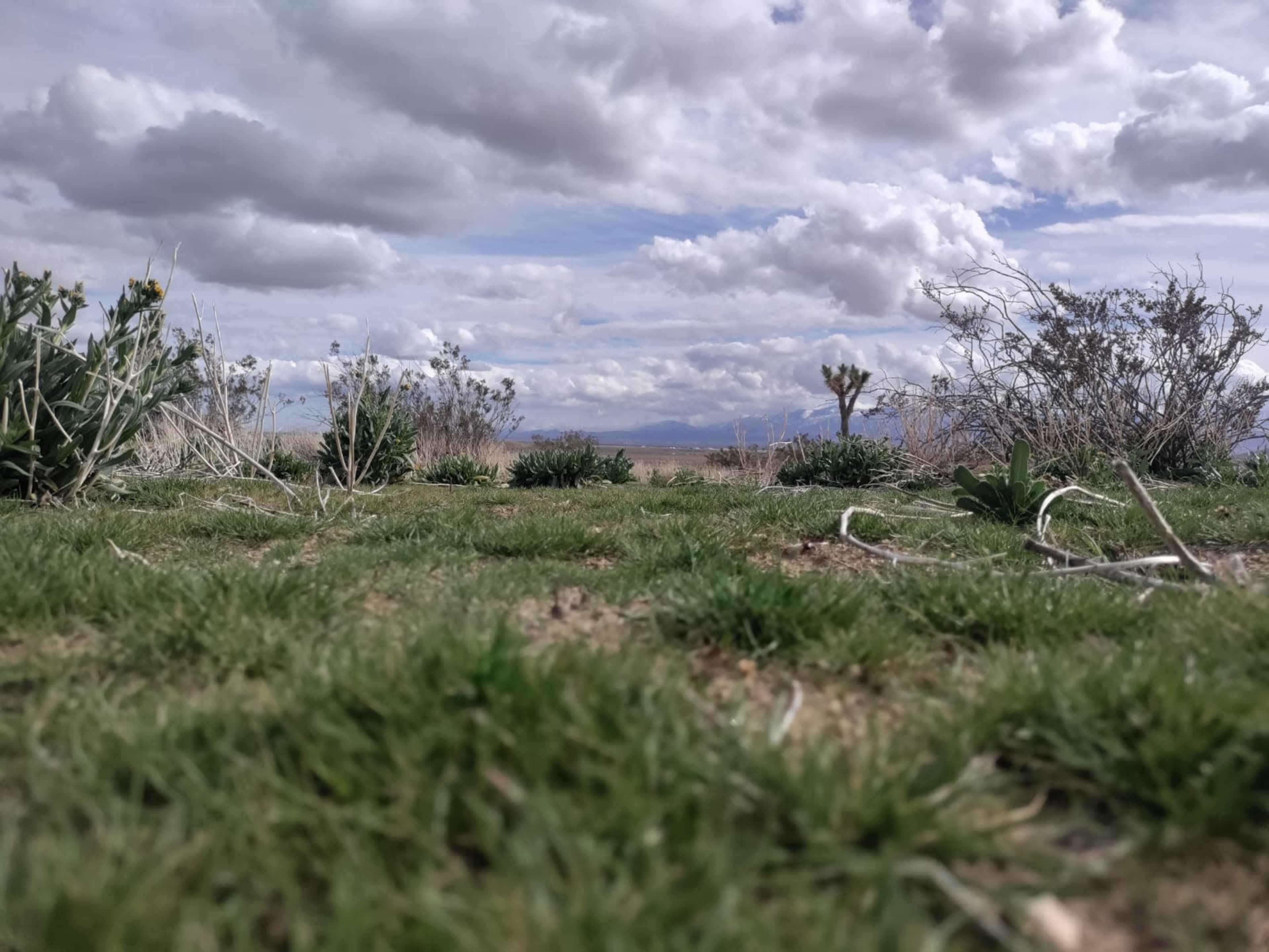 A grassy landscape with scattered shrubs and clouds in the sky.
