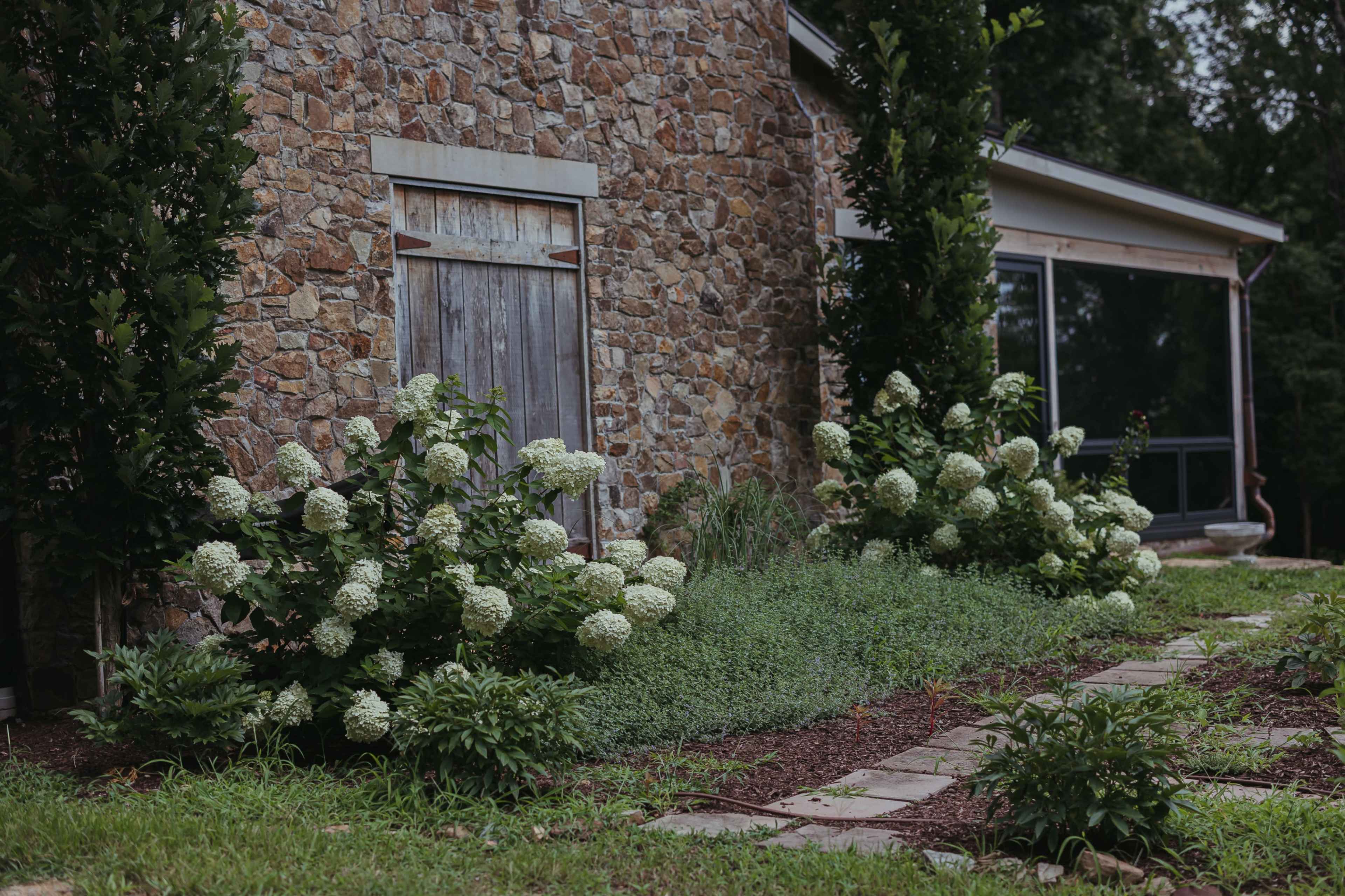 A stone house is flanked by white flowering bushes and a pathway made of stones leading to a screened porch.