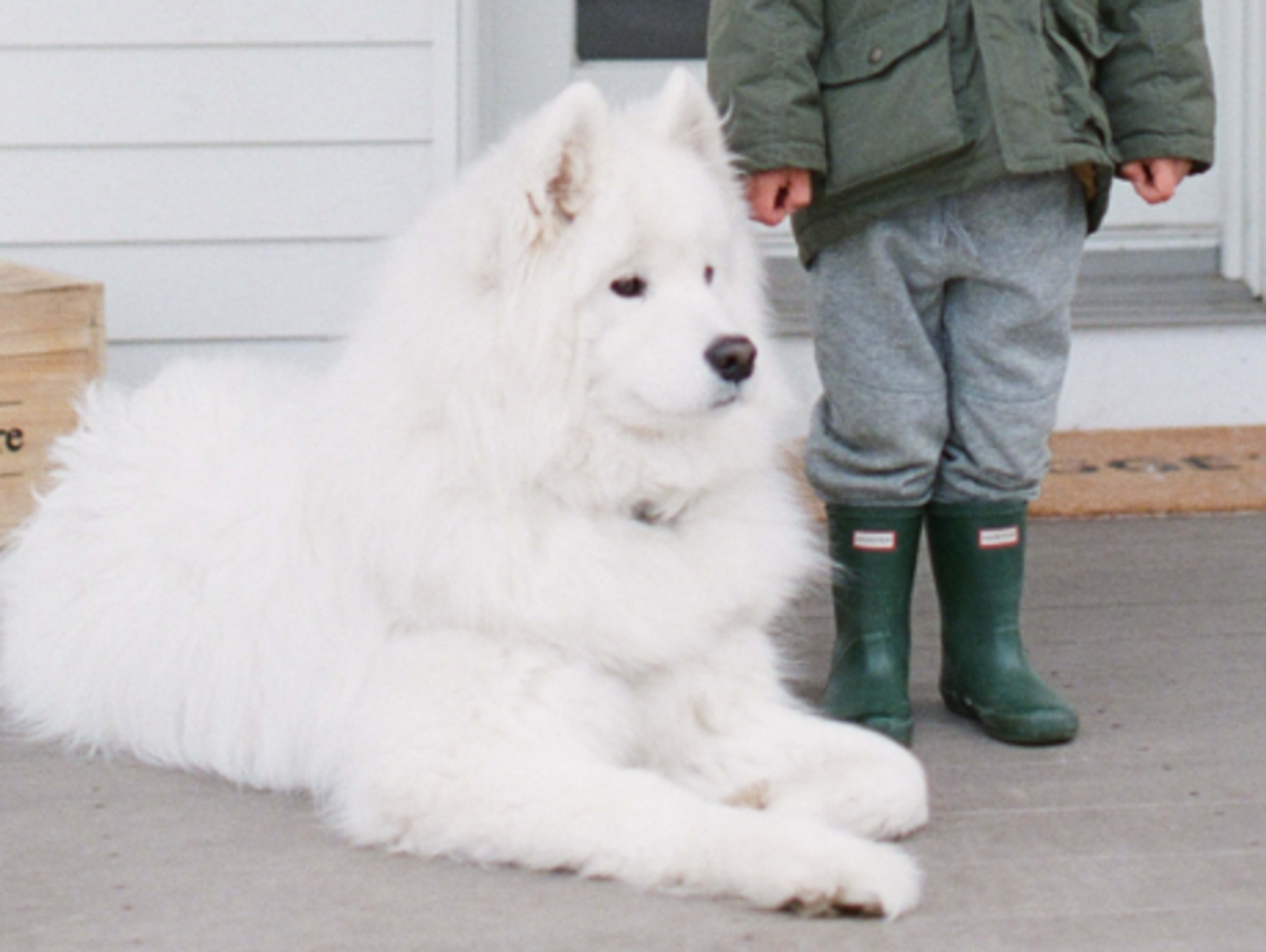 Dog as a model