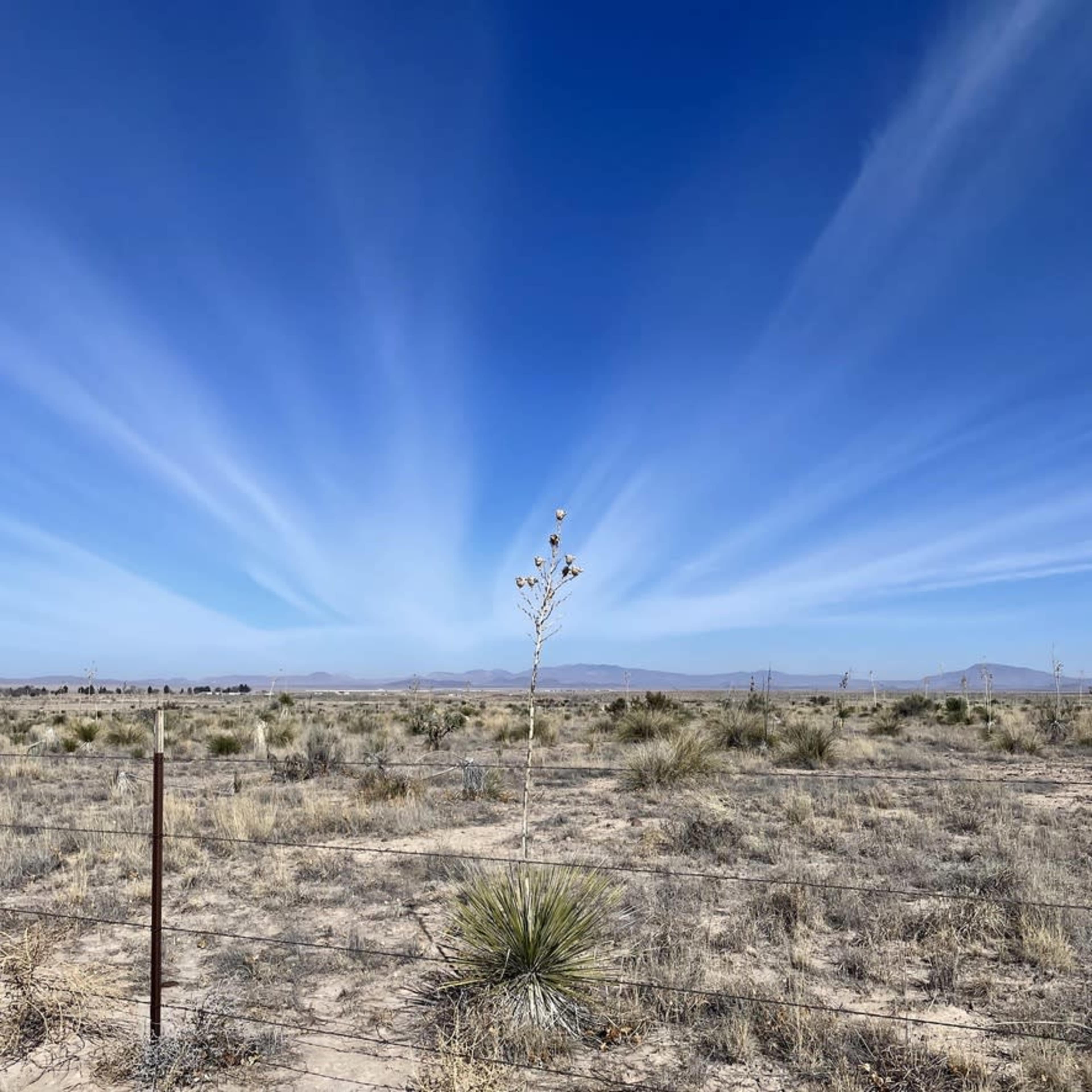 A lone tree stands in a vast, open landscape under a blue sky with streaks of clouds.
