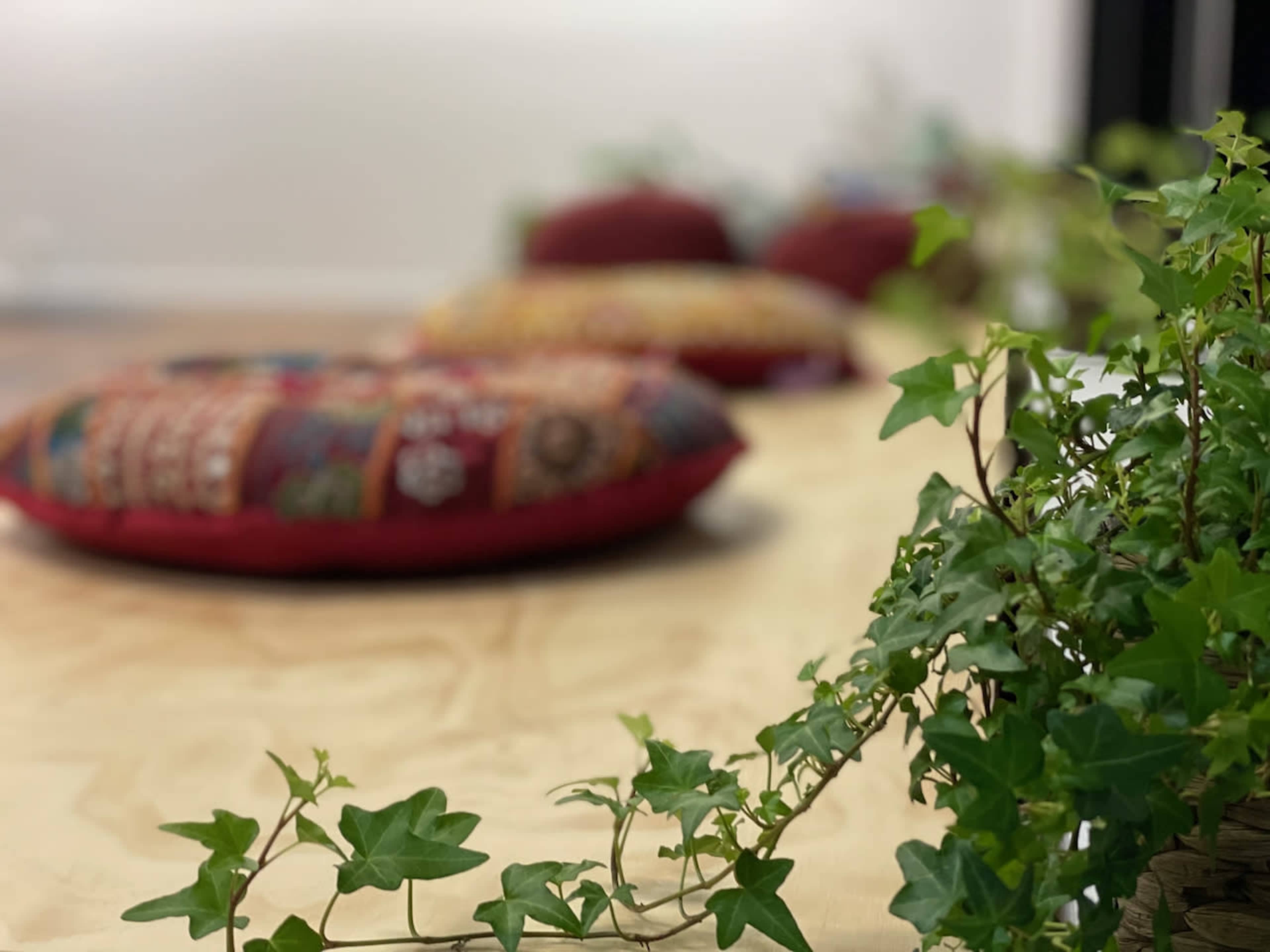 A wooden floor with colorful floor cushions scattered in the background and a green plant in the foreground.
