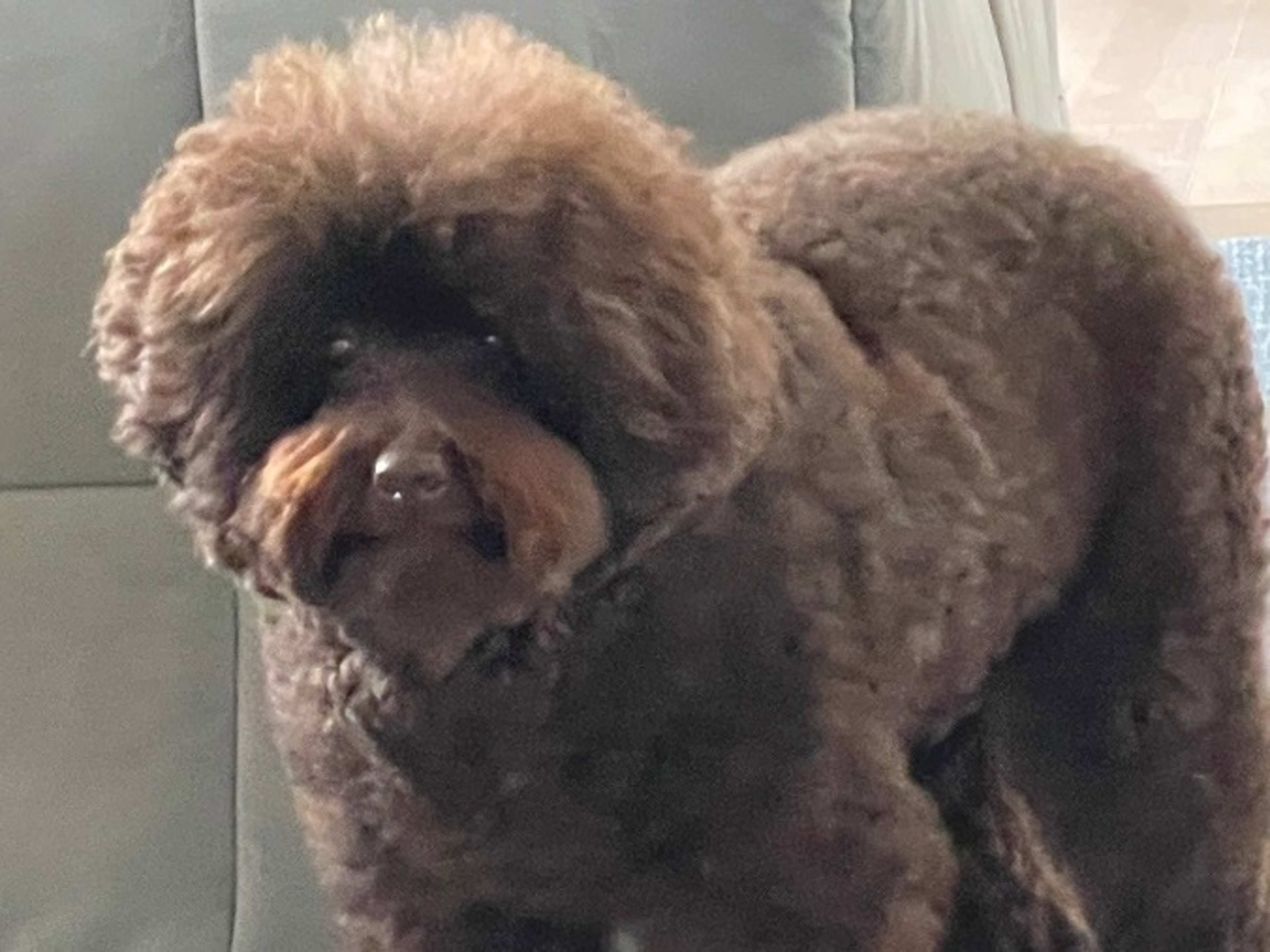 Miniature Spoodle Buddy