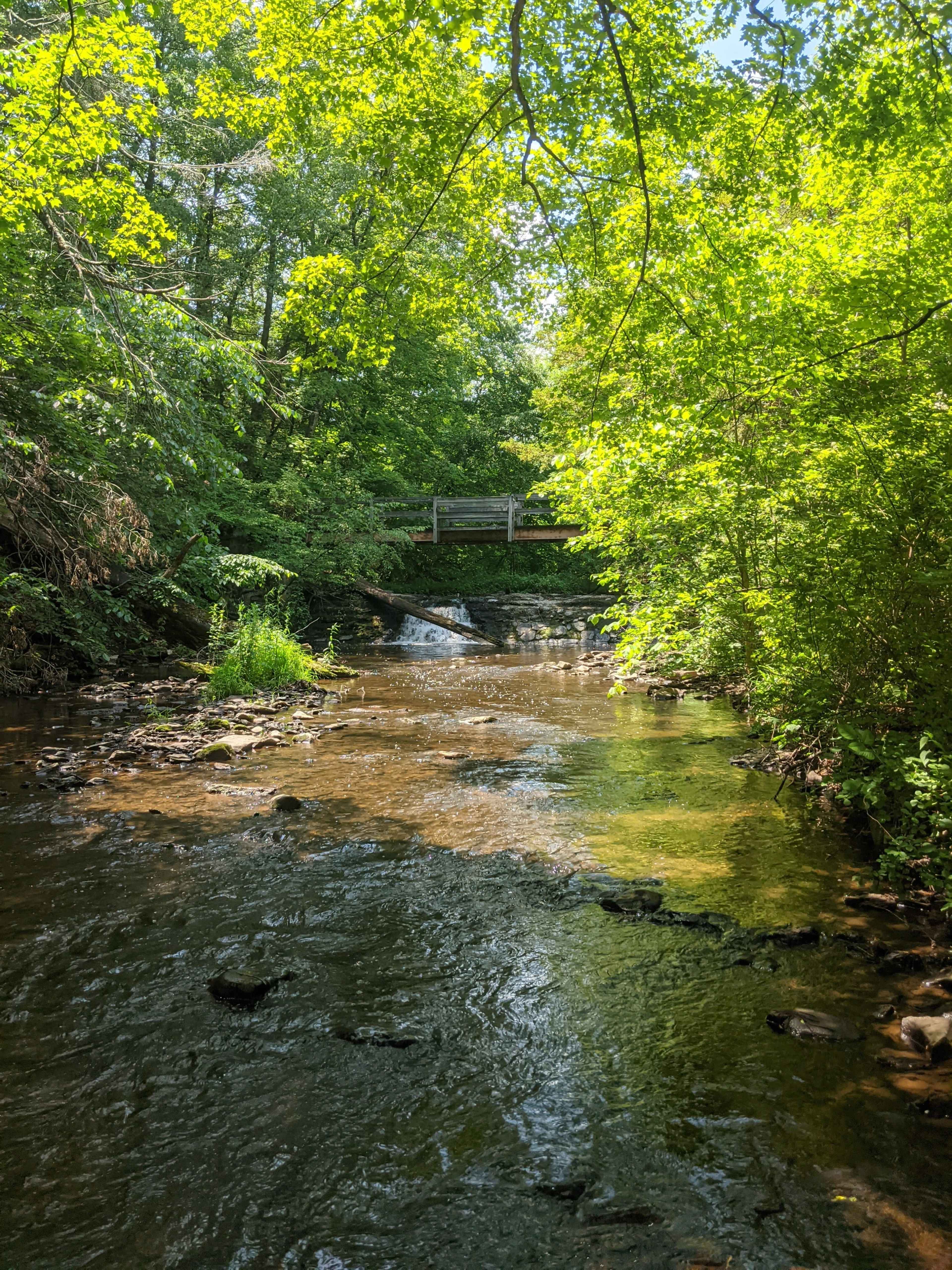 A wooden bridge spans a gently flowing creek surrounded by lush green foliage.