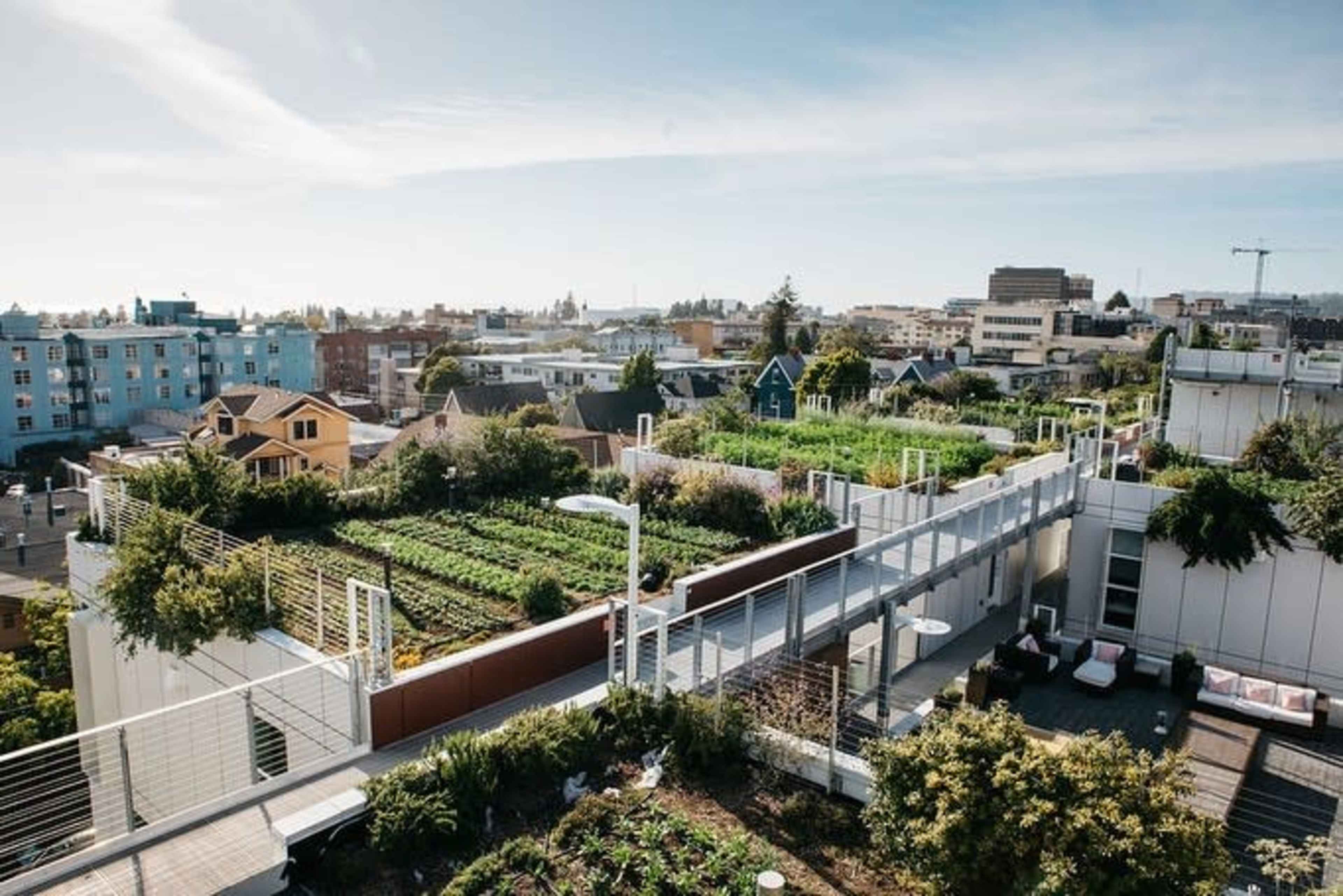 A rooftop garden with rows of plants and greenery overlooks a cityscape with buildings and homes in the background.