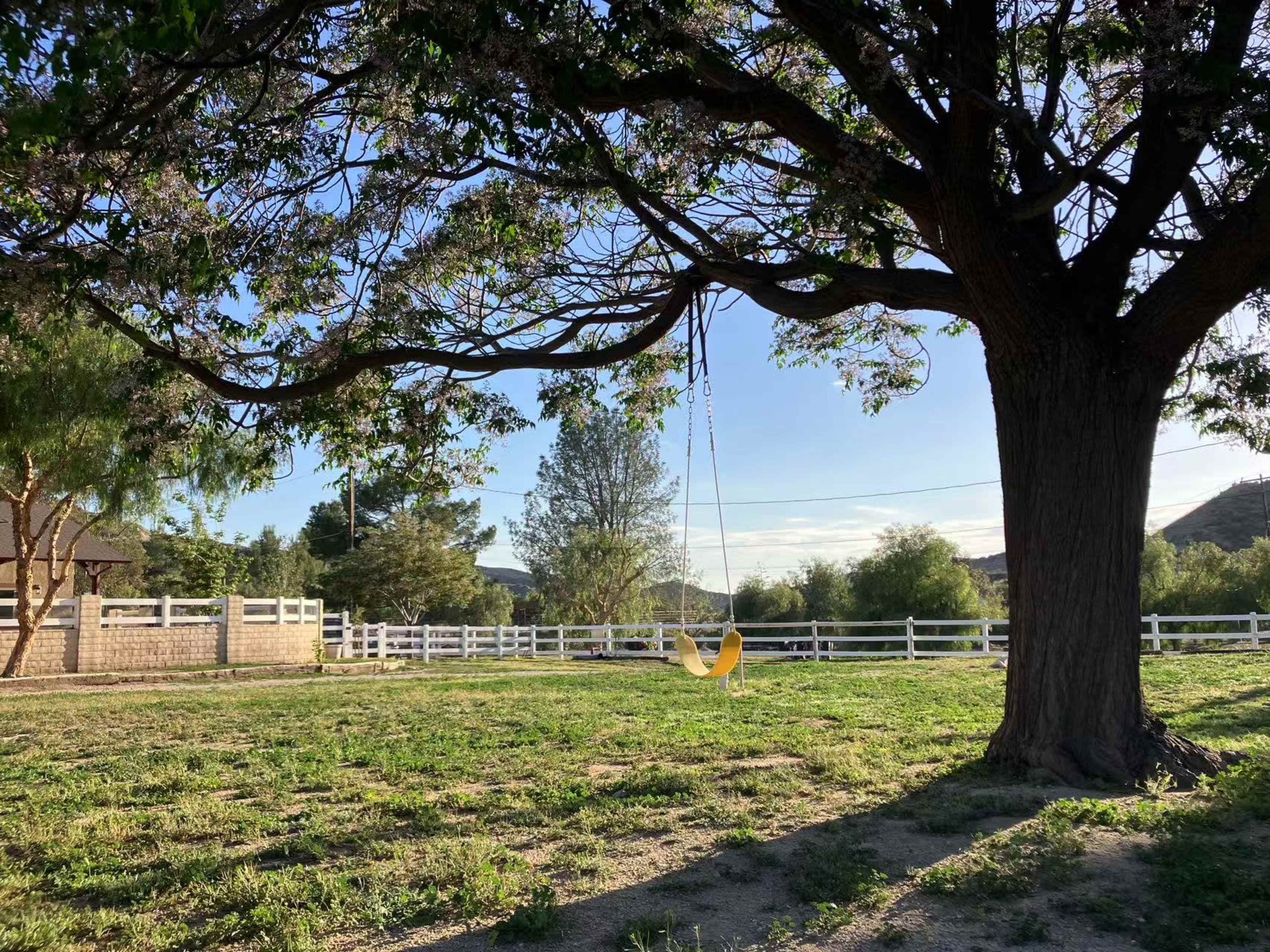 A swing hangs from a tree branch in a grassy area, with a backdrop of a white fence and trees.