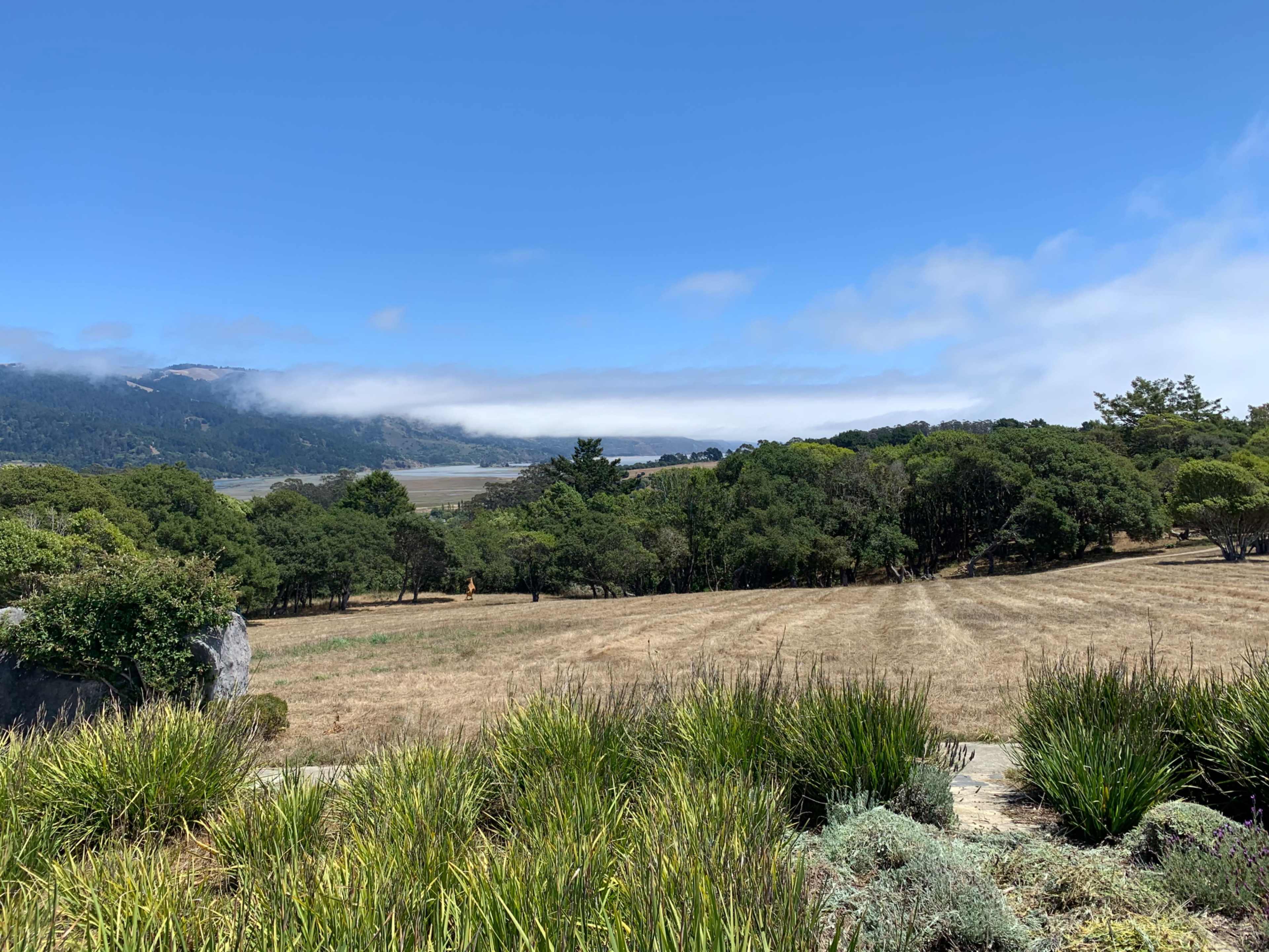 A grassy field bordered by trees, overlooking a foggy valley with distant hills under a clear blue sky.