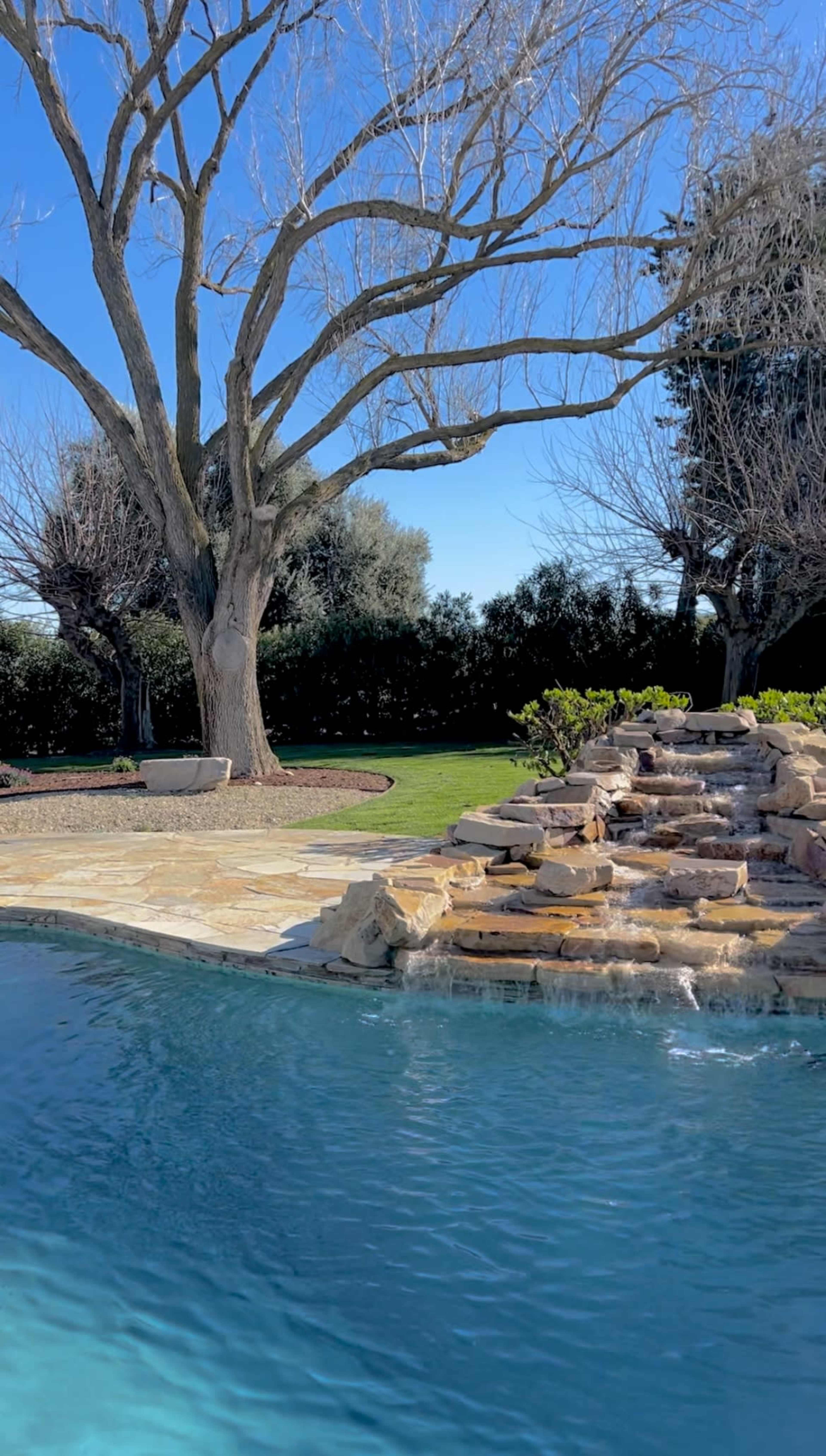 A swimming pool with a natural rock waterfall and a large, bare tree in a landscaped backyard under a clear blue sky.