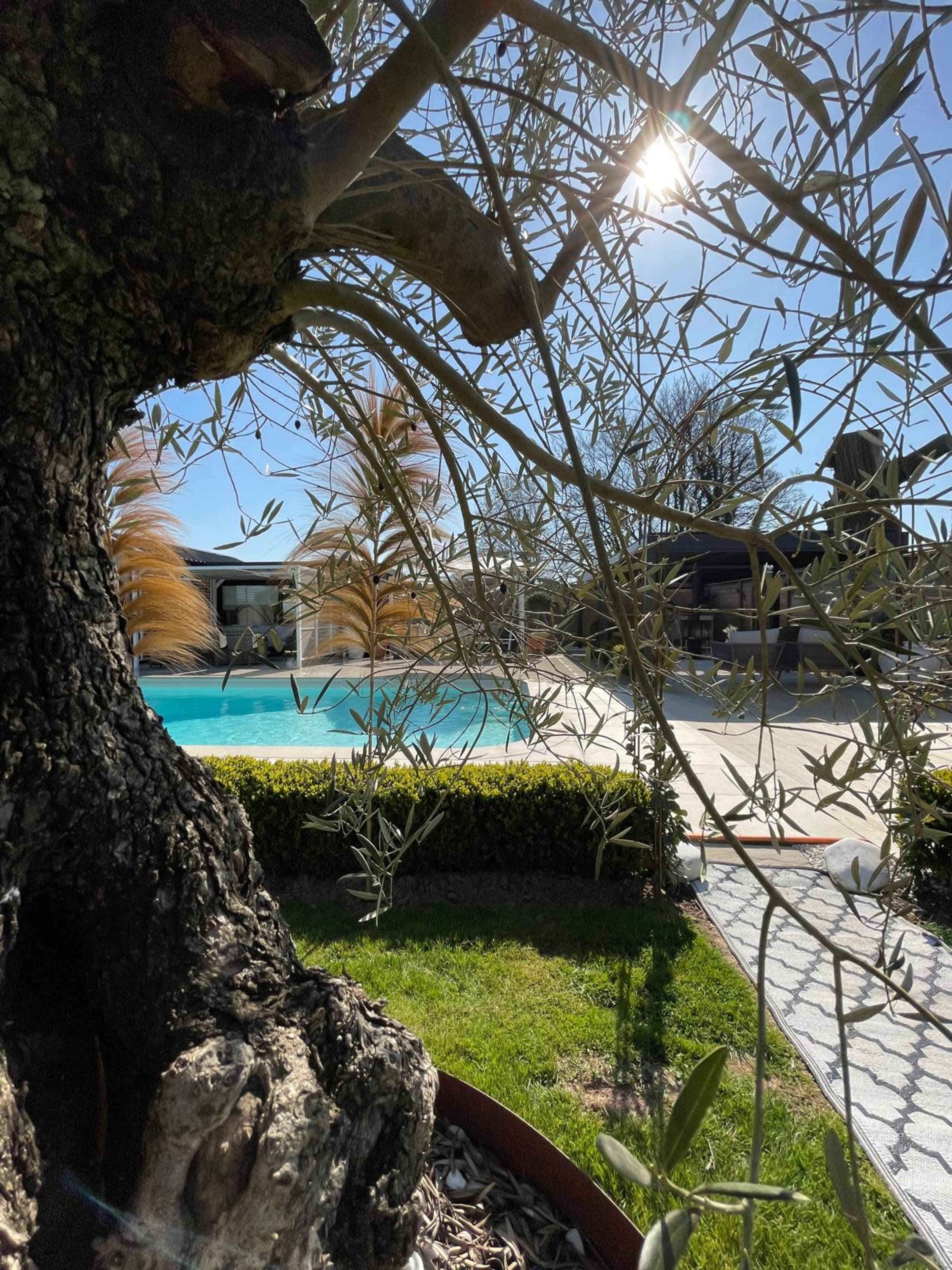 The image shows a large olive tree in the foreground, with a clear view of a swimming pool and surrounding greenery in the background.