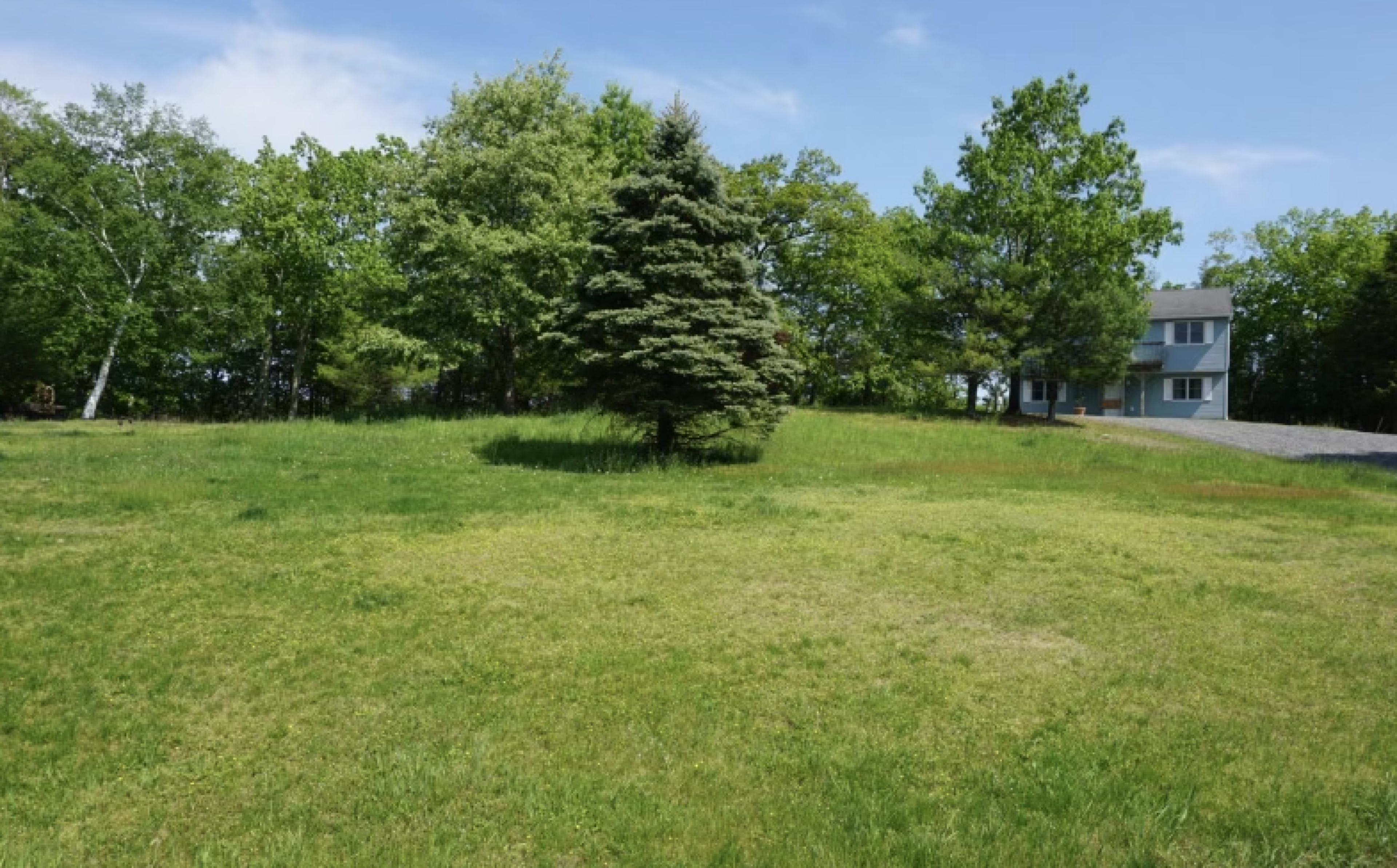 A grassy area features a solitary evergreen tree with a house and trees in the background.