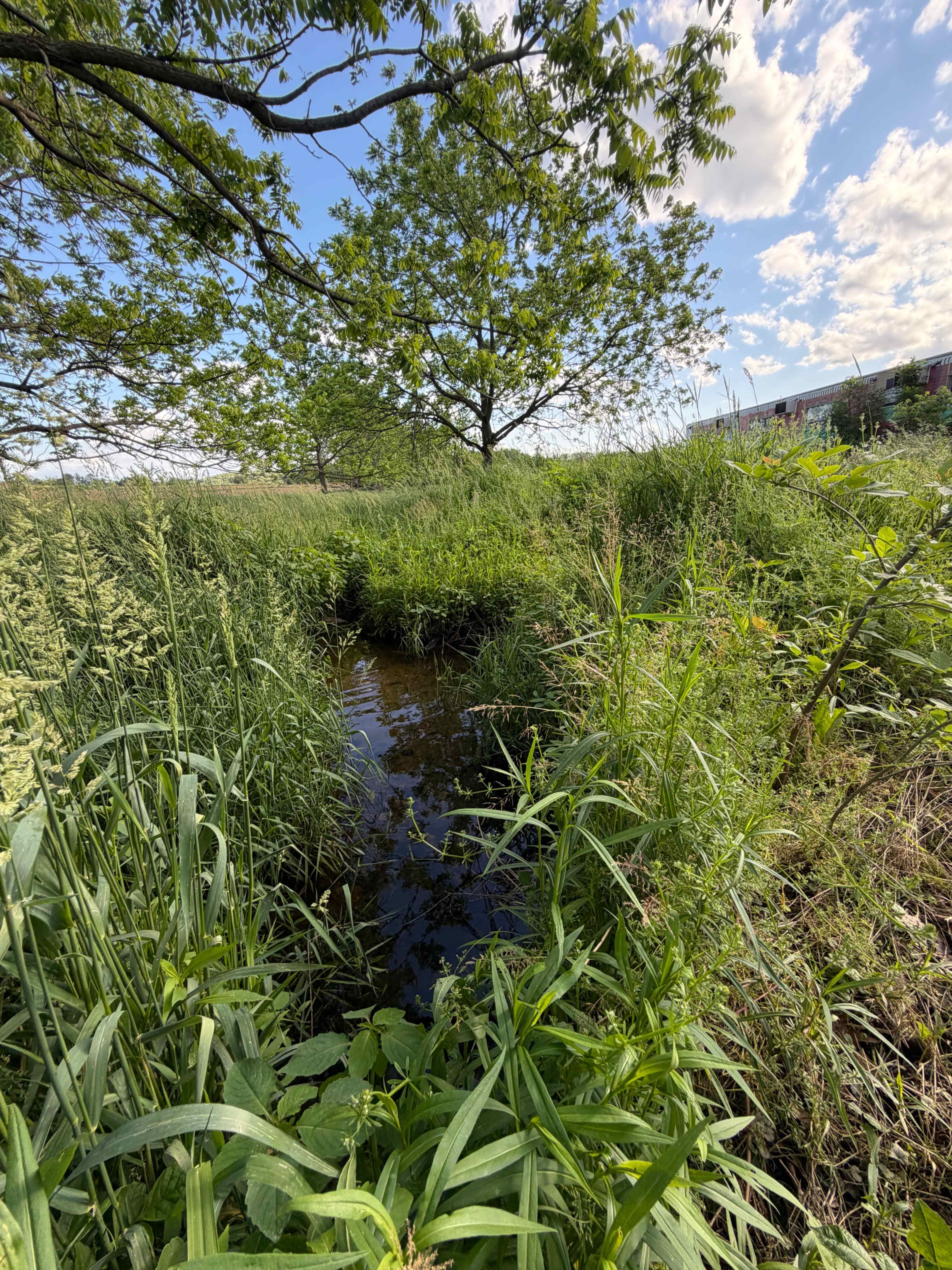 A small, narrow stream runs through thick green grasses and plants under a partly cloudy sky.