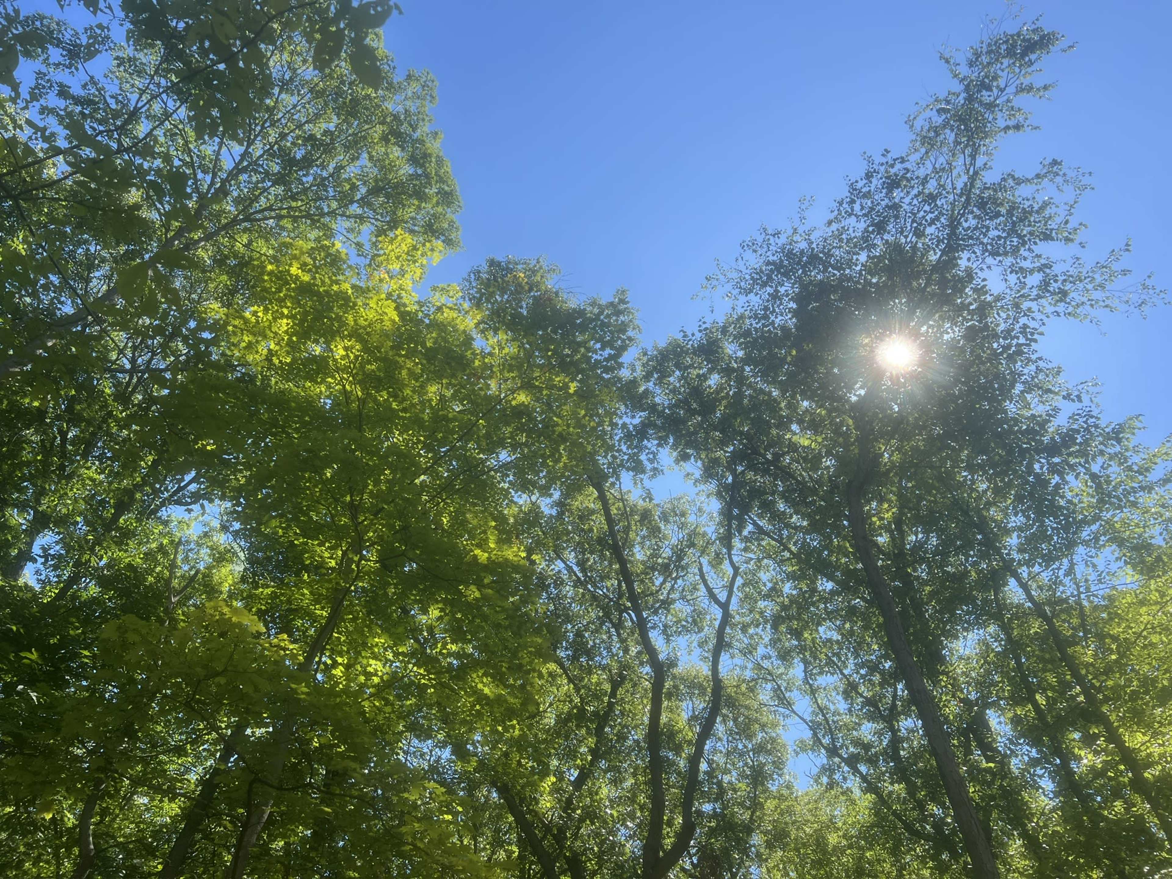 3.5 Acre Wooded Property Near Storm King Perfect for Film or Still Photo Shoots Image in Mountainville, Cornwall, NY