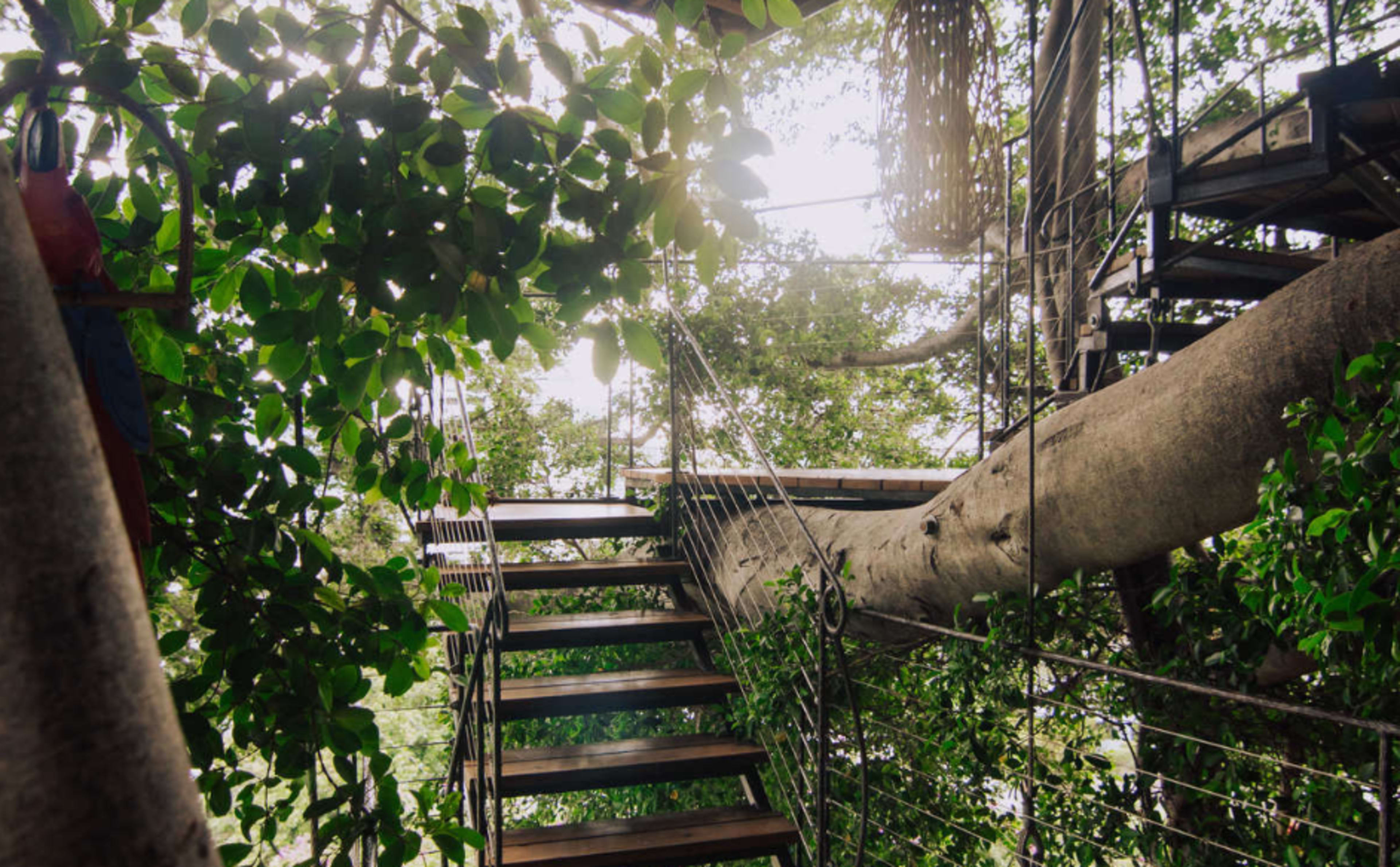 Mahina Treehouse with Diamondhead & Skyline View Image in Makiki/Lower/ Punchbowl/Tantalus, honolulu, HI