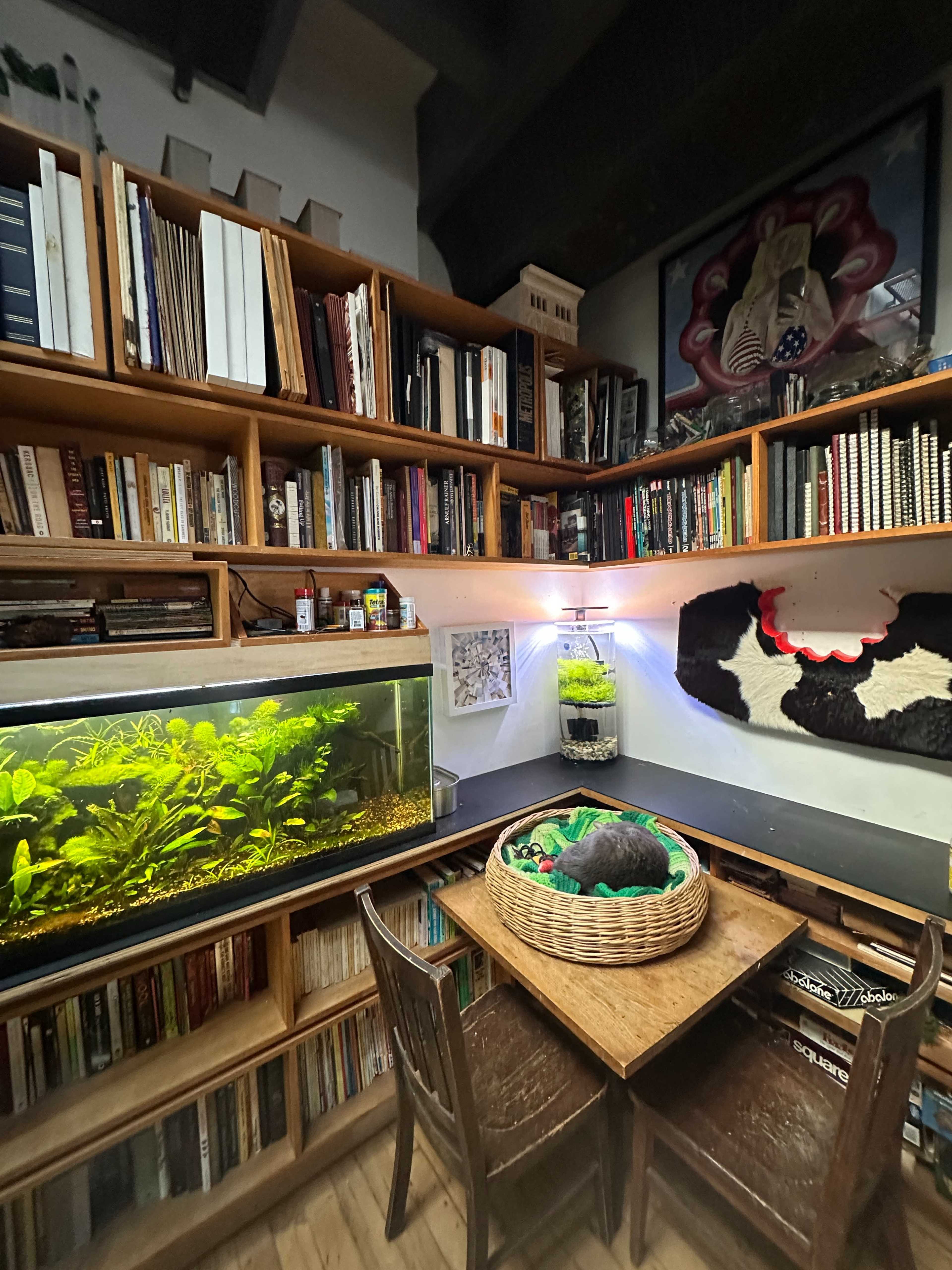 The image shows a cozy reading nook with wooden shelves filled with books, an aquarium filled with green plants, and a cat resting in a basket on a table.
