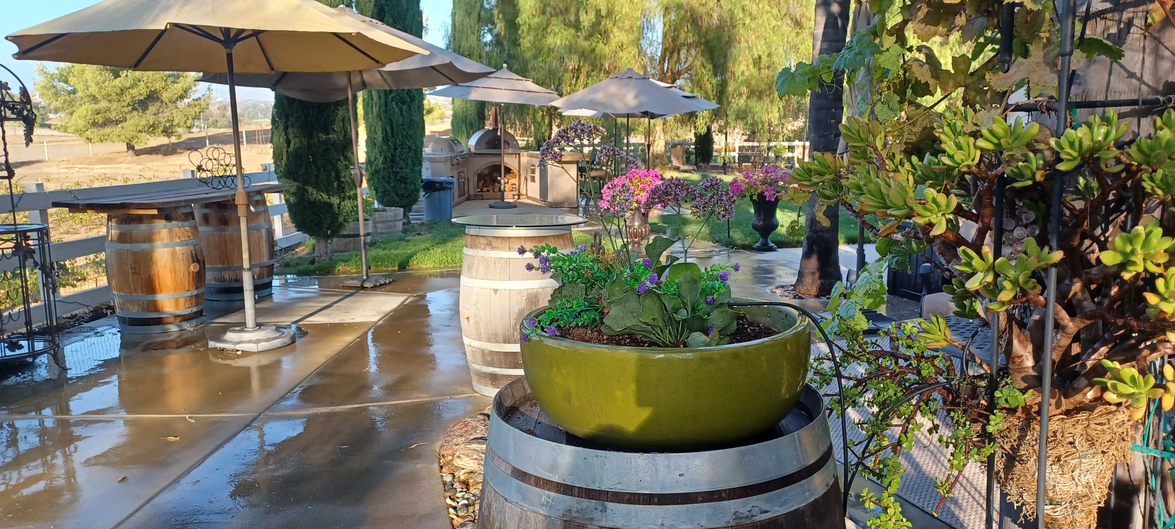 The image shows a landscaped outdoor area featuring large planters on wooden barrels, surrounded by umbrellas and various types of plants.