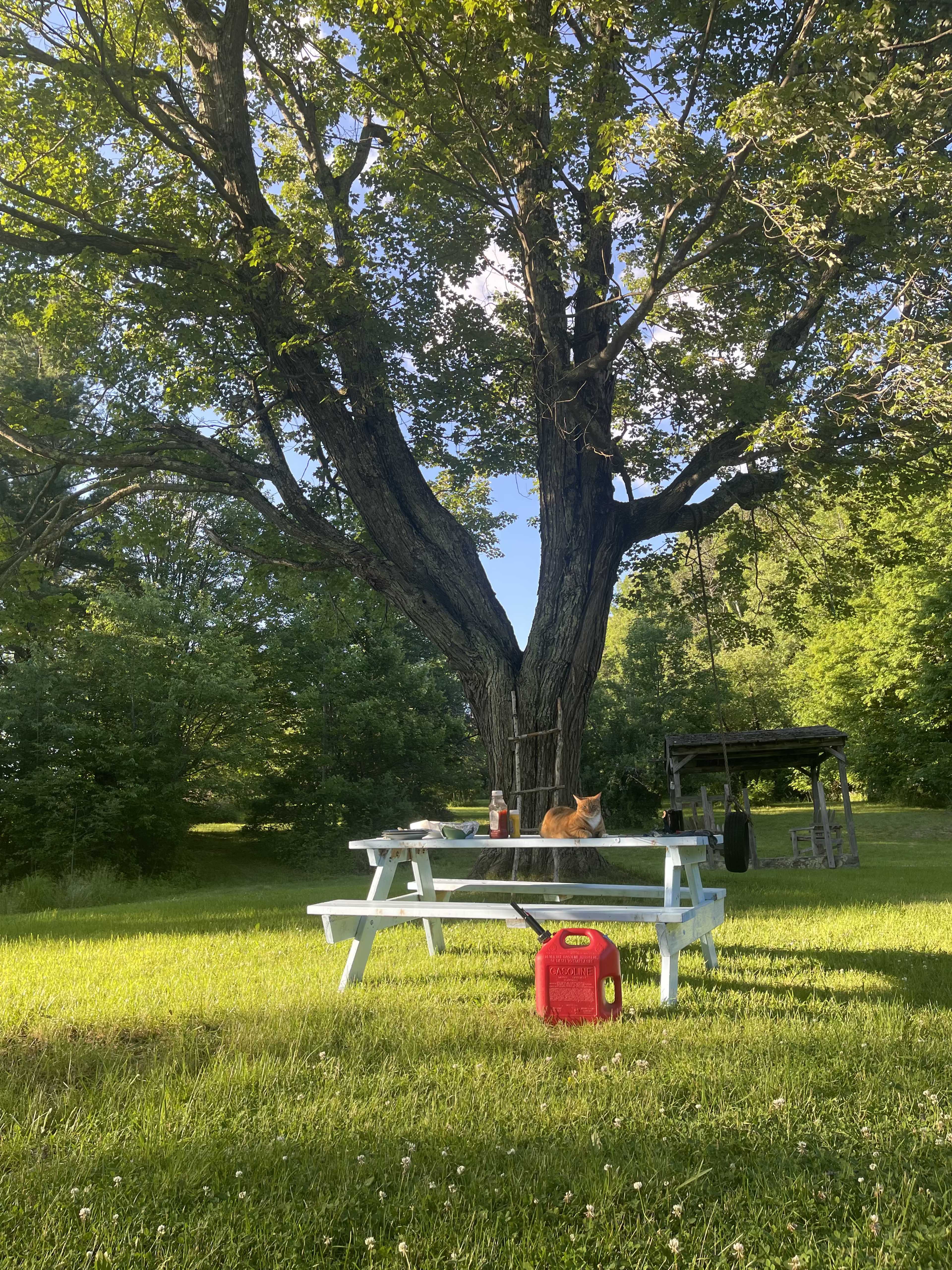 A picnic table sits on green grass under a large tree, with a cat resting nearby and a red cooler on the ground.