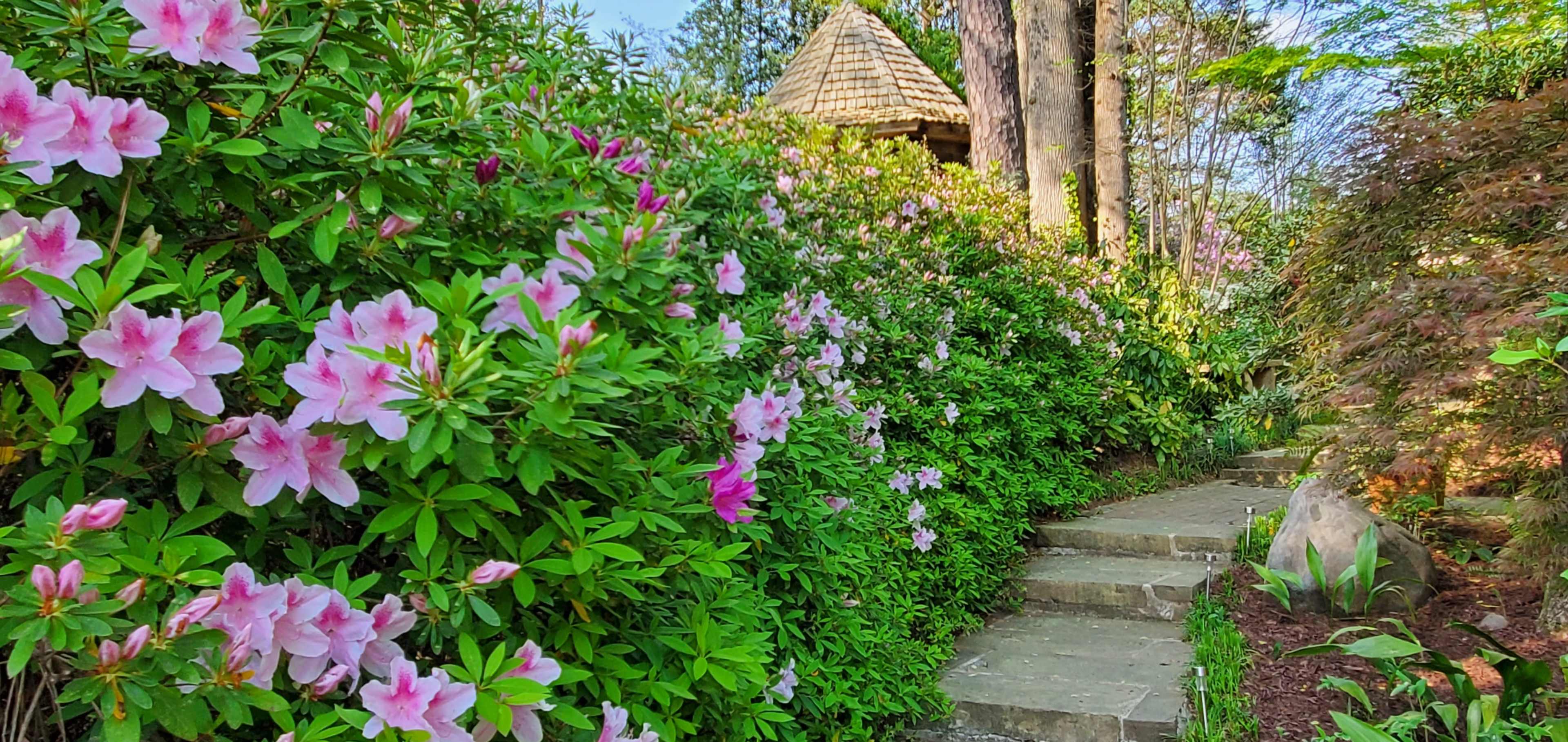 A stone pathway winds through a garden filled with blooming pink and white azalea bushes, leading towards a rustic gazebo surrounded by trees.
