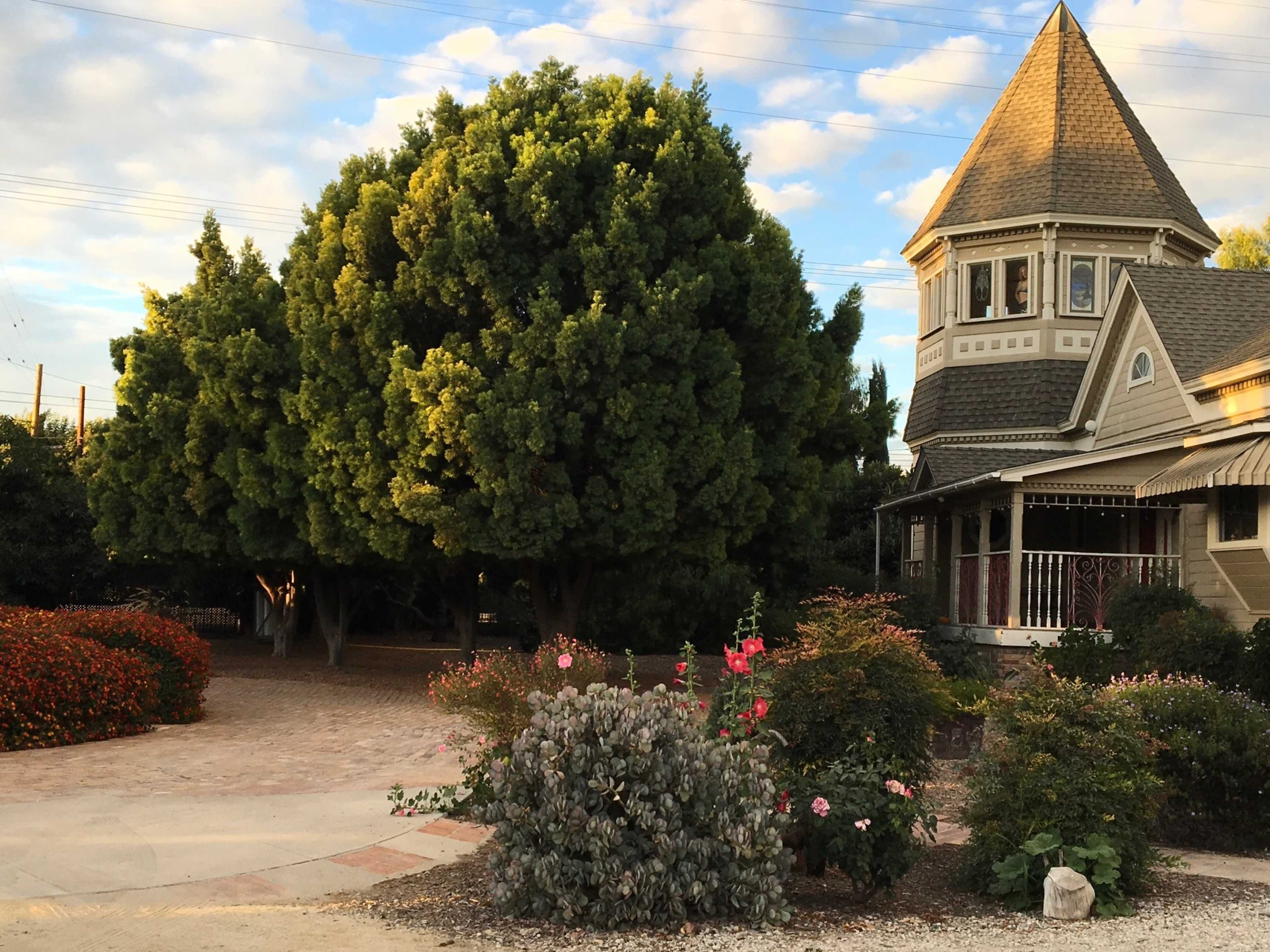 A large tree stands near a Victorian-style house with a turret, surrounded by flowering plants and a gravel driveway.