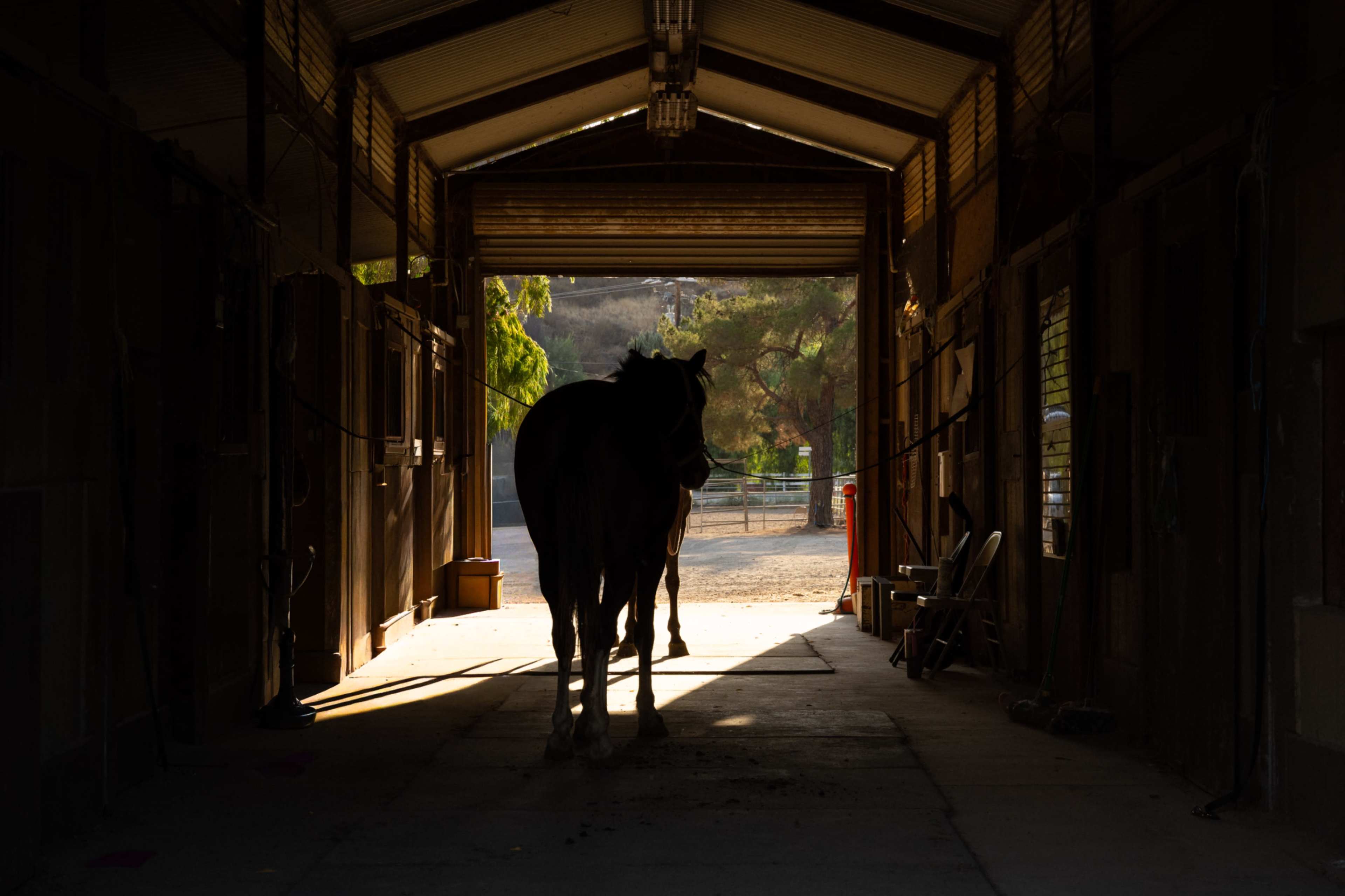A horse stands in the doorway of a barn, silhouetted against the light from the outside.