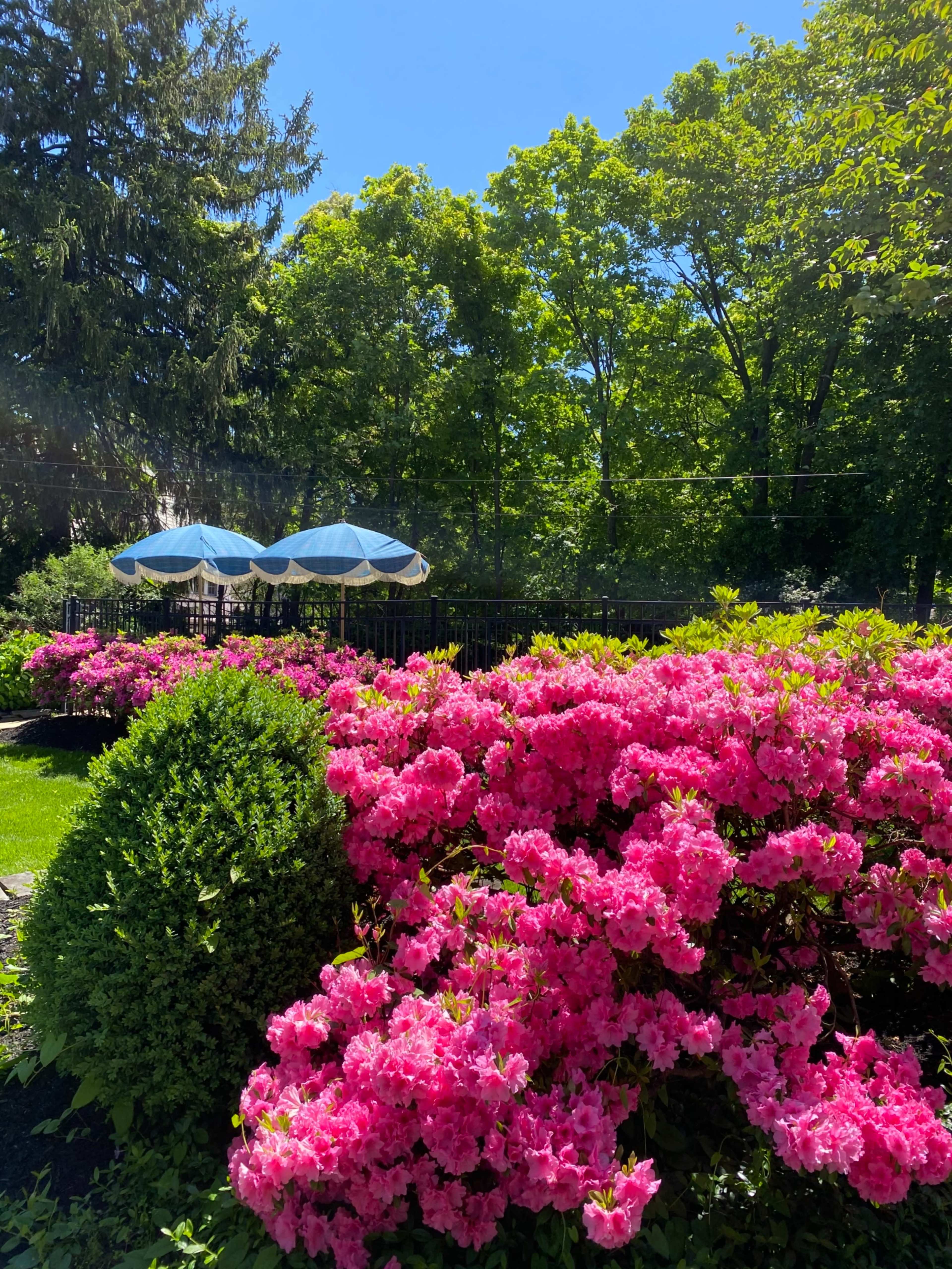 A vibrant display of pink azaleas blooms in a garden, with blue umbrellas visible in the background under a clear blue sky.