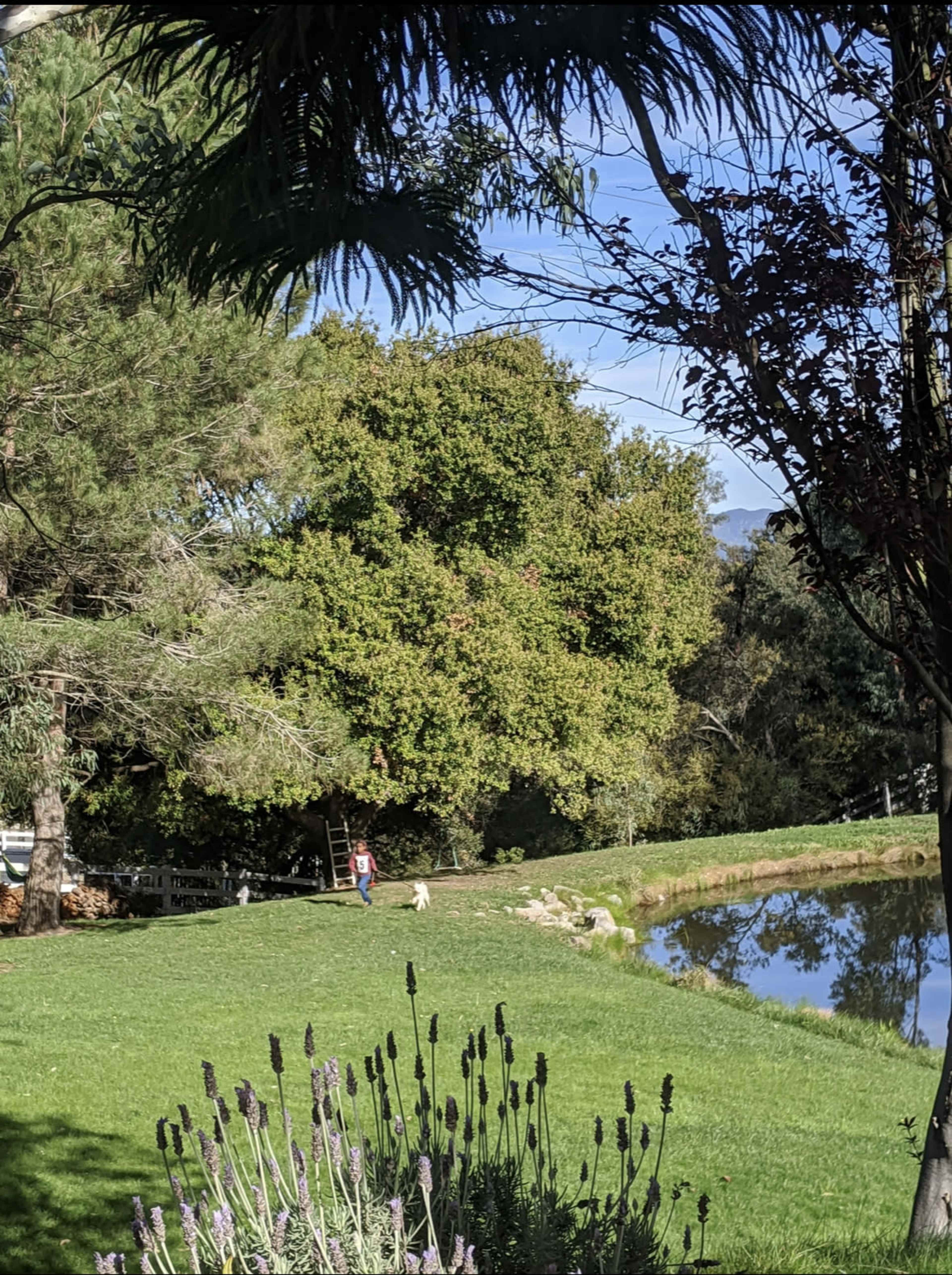 A person walks a dog beside a pond, with a ladder propped against a tree in the background.