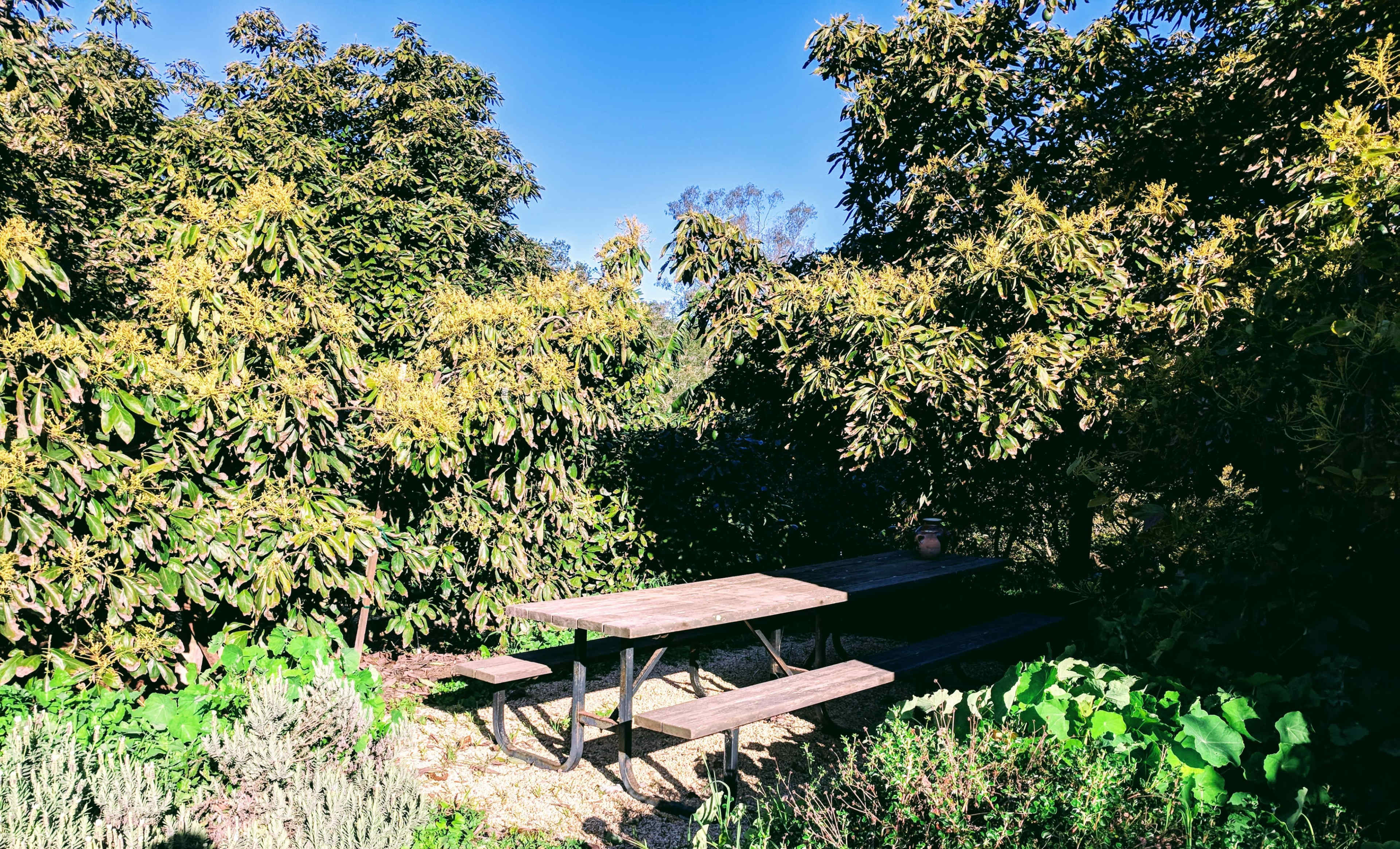 A wooden picnic table is surrounded by dense greenery and plants in a garden setting under a clear blue sky.