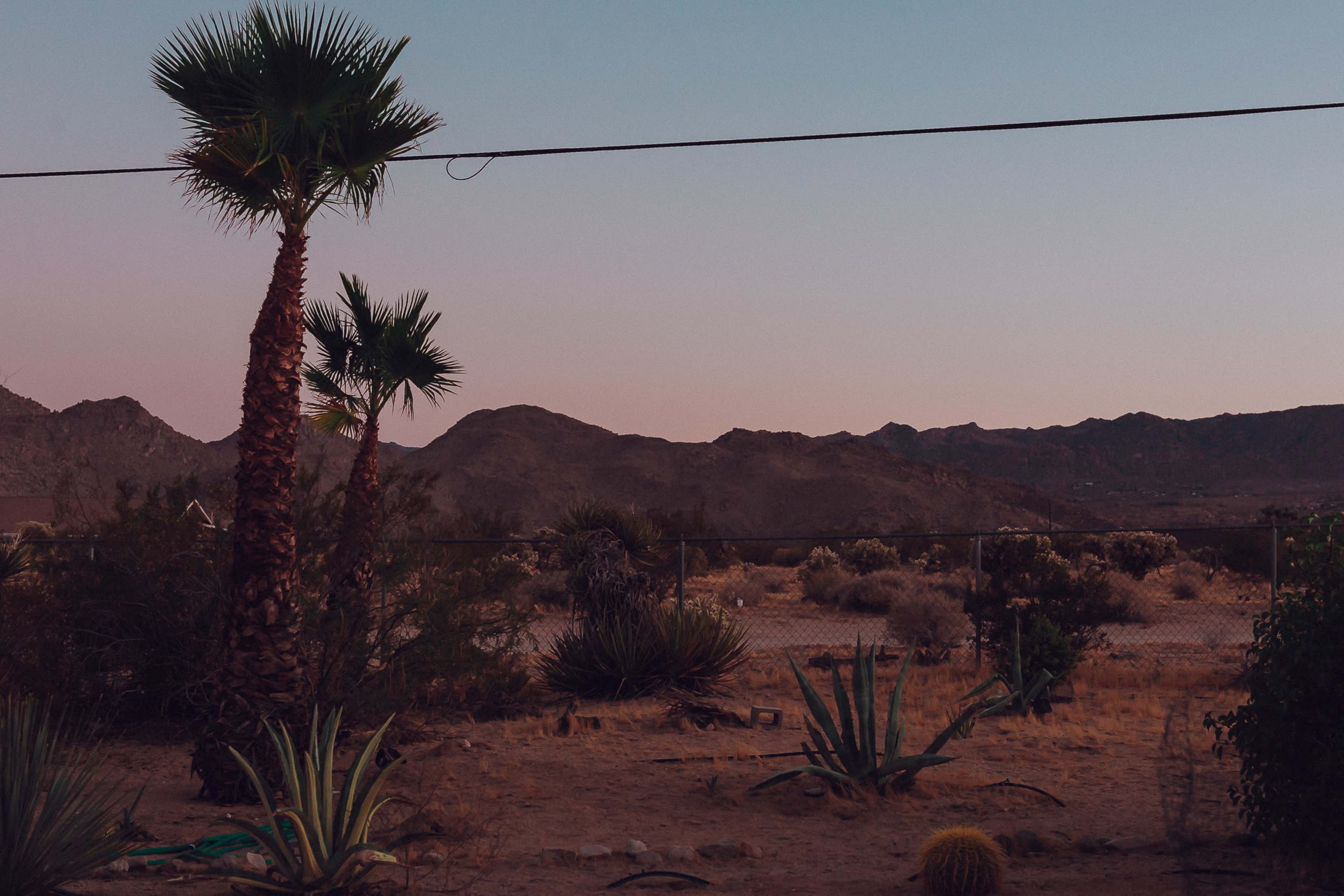 The image shows a desert landscape with palm and cactus plants set against a backdrop of mountains under a fading sky.