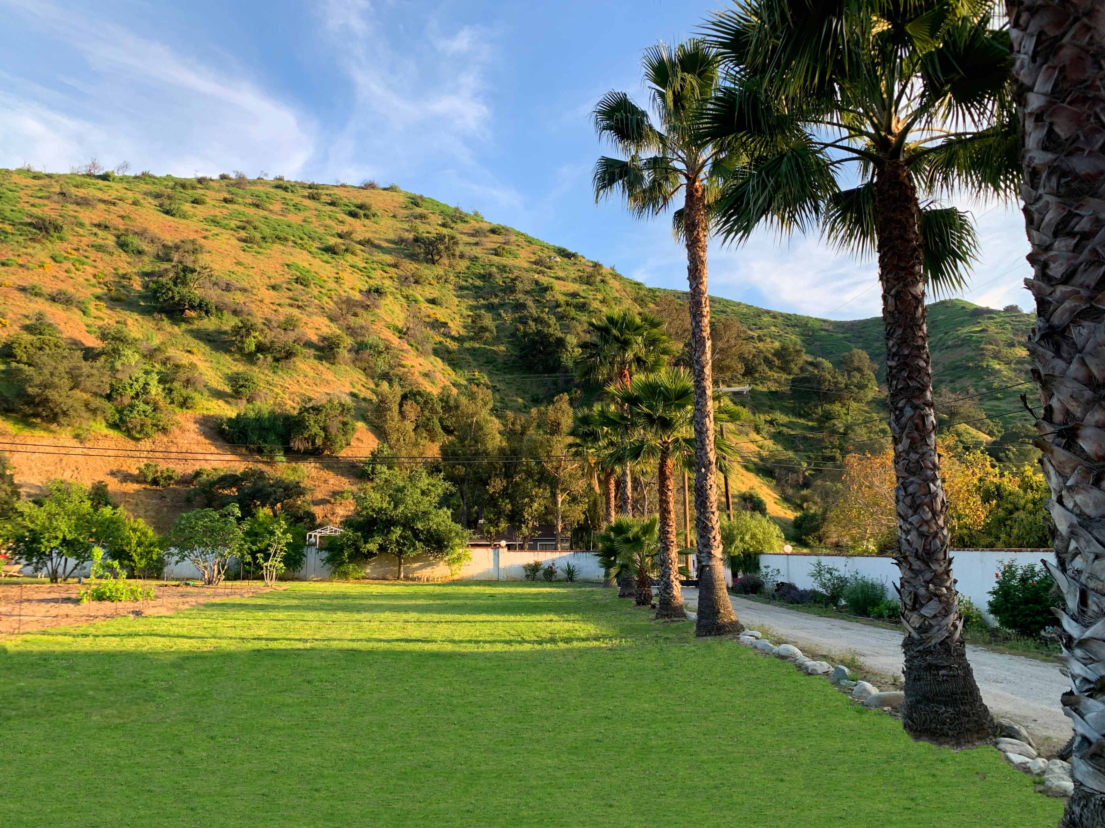 A grassy area lined with palm trees, leading up to a hillside covered with vegetation and a dirt path in the background.