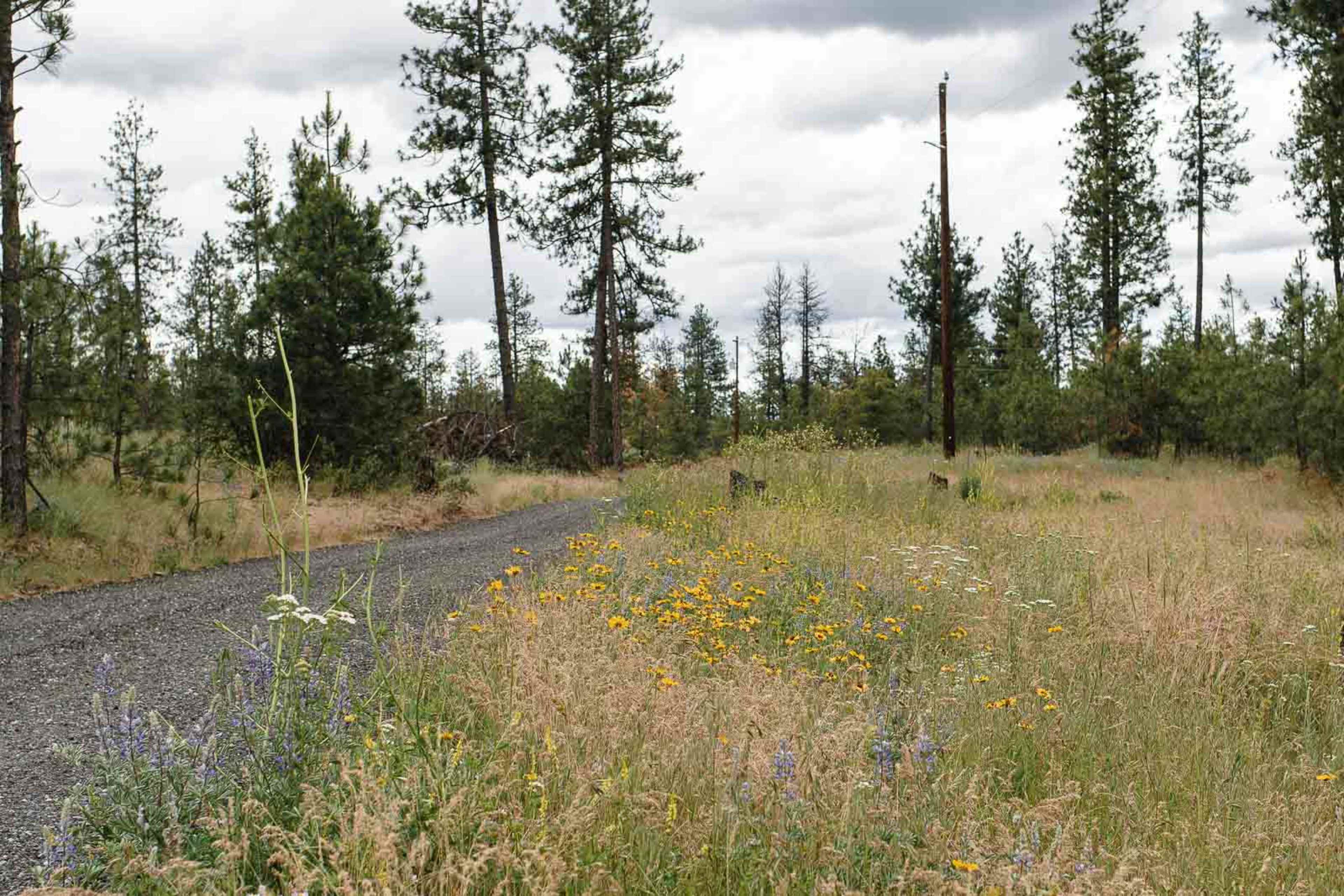 A gravel road lined with wildflowers and tall grasses runs through a forested area with scattered trees and cloudy skies.