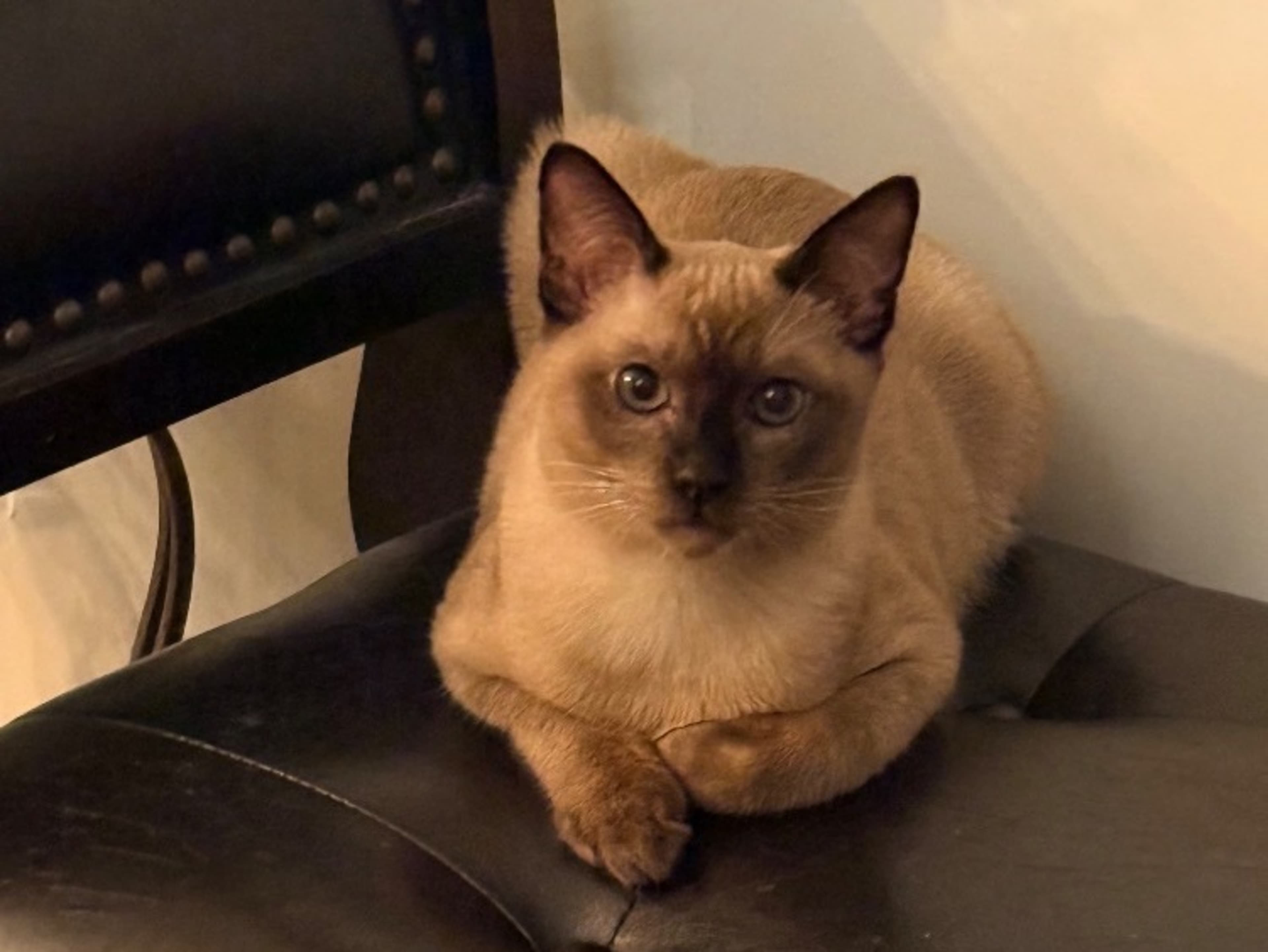 Cats Confined to Separate Room