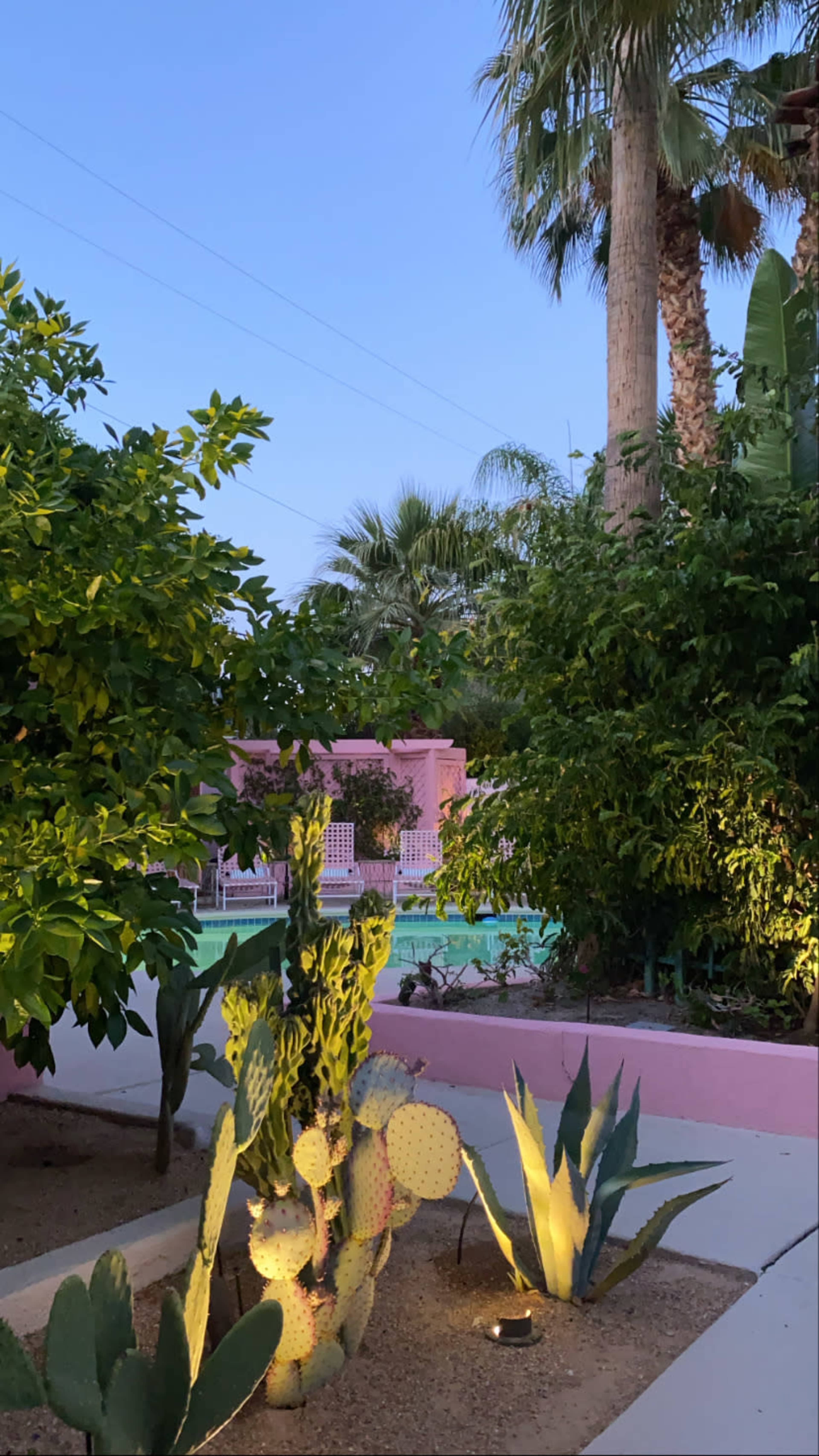 The image shows a landscaped area with cacti and tropical plants, illuminated by soft lighting, adjacent to a pink pool area.