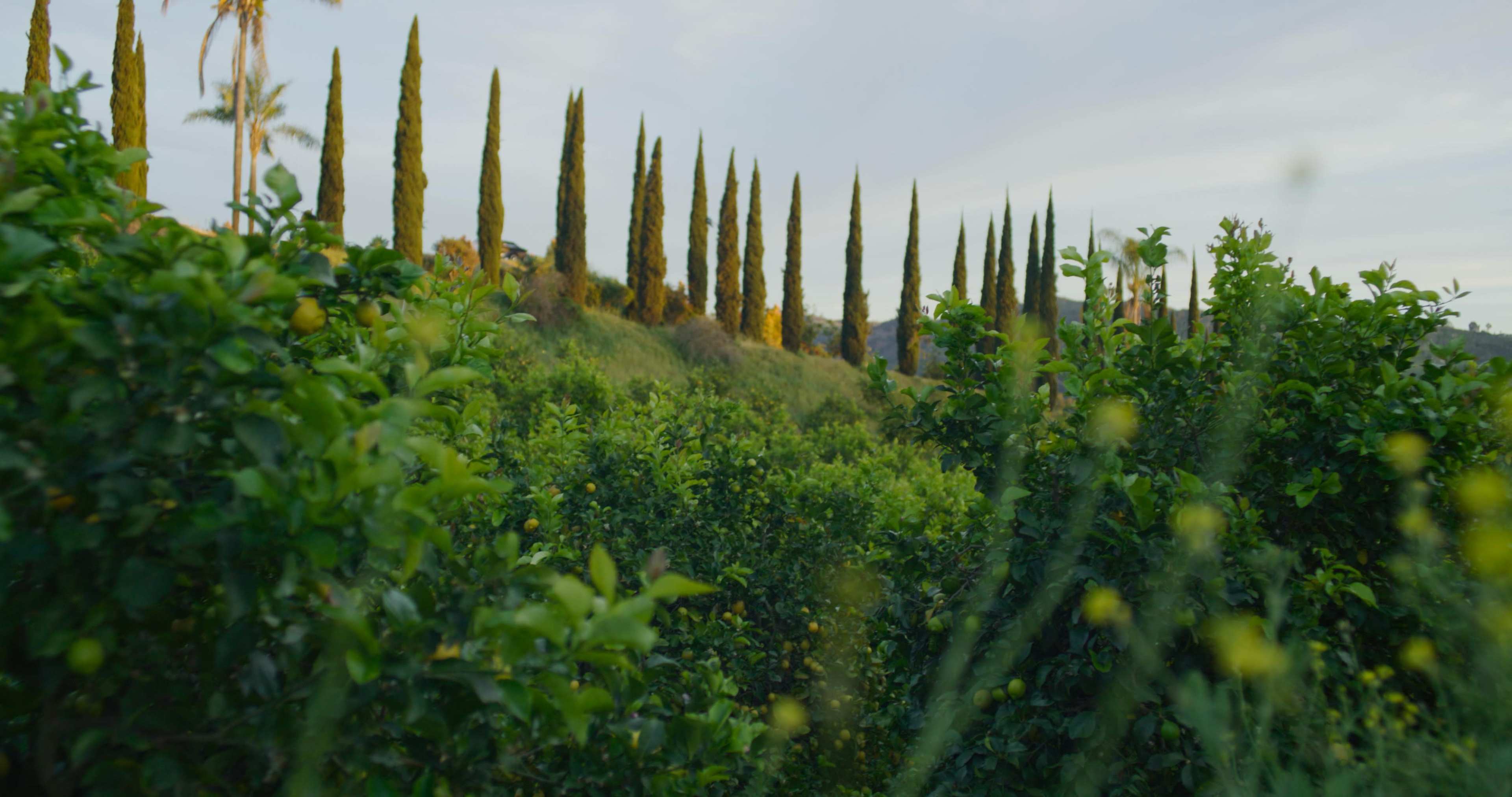 Tall, narrow cypress trees line a hillside, surrounded by lush green citrus plants.