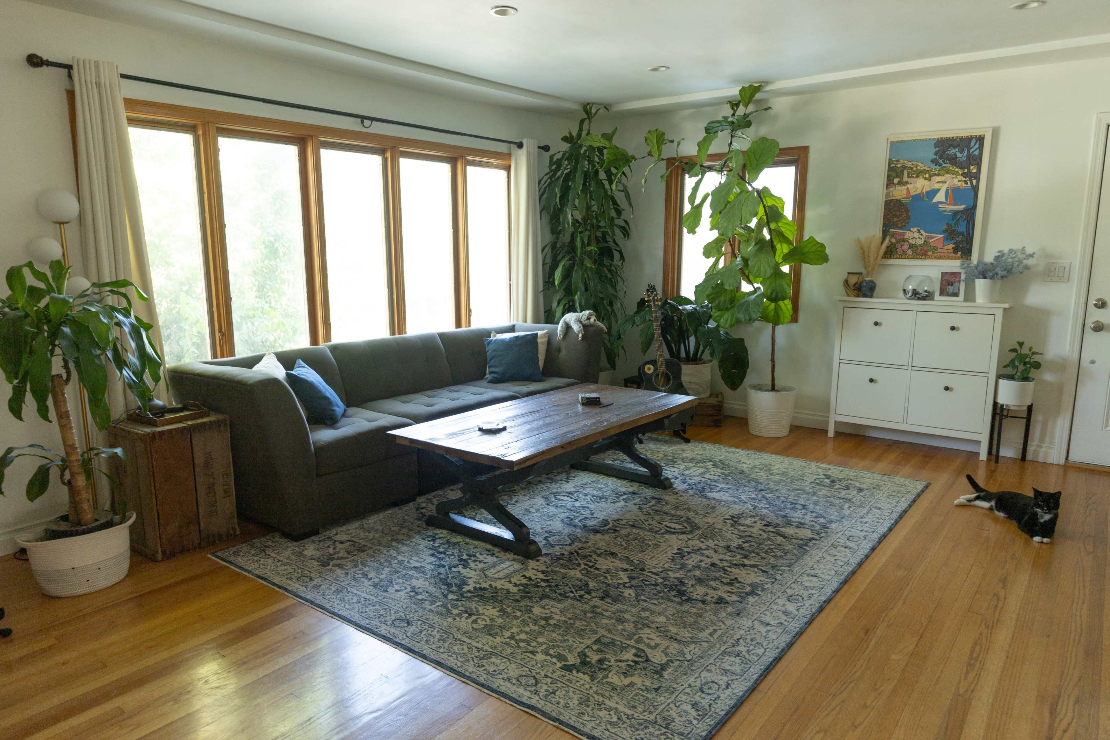 A cozy living room with a gray sofa, a wooden coffee table, large windows, plants, and a black cat lying on the floor.