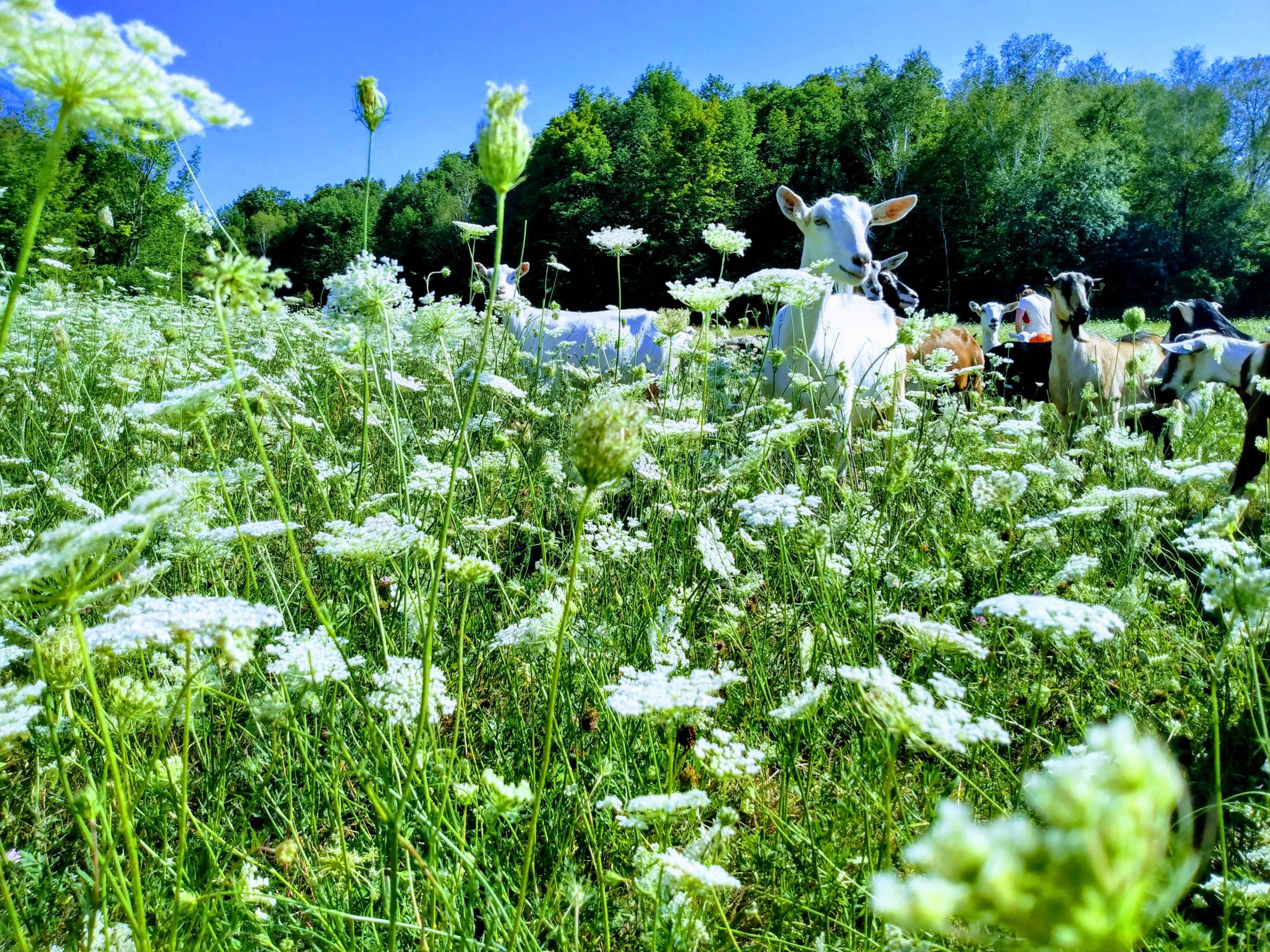 A group of cows is grazing in a field filled with white flowers and tall grass, surrounded by trees in the background.