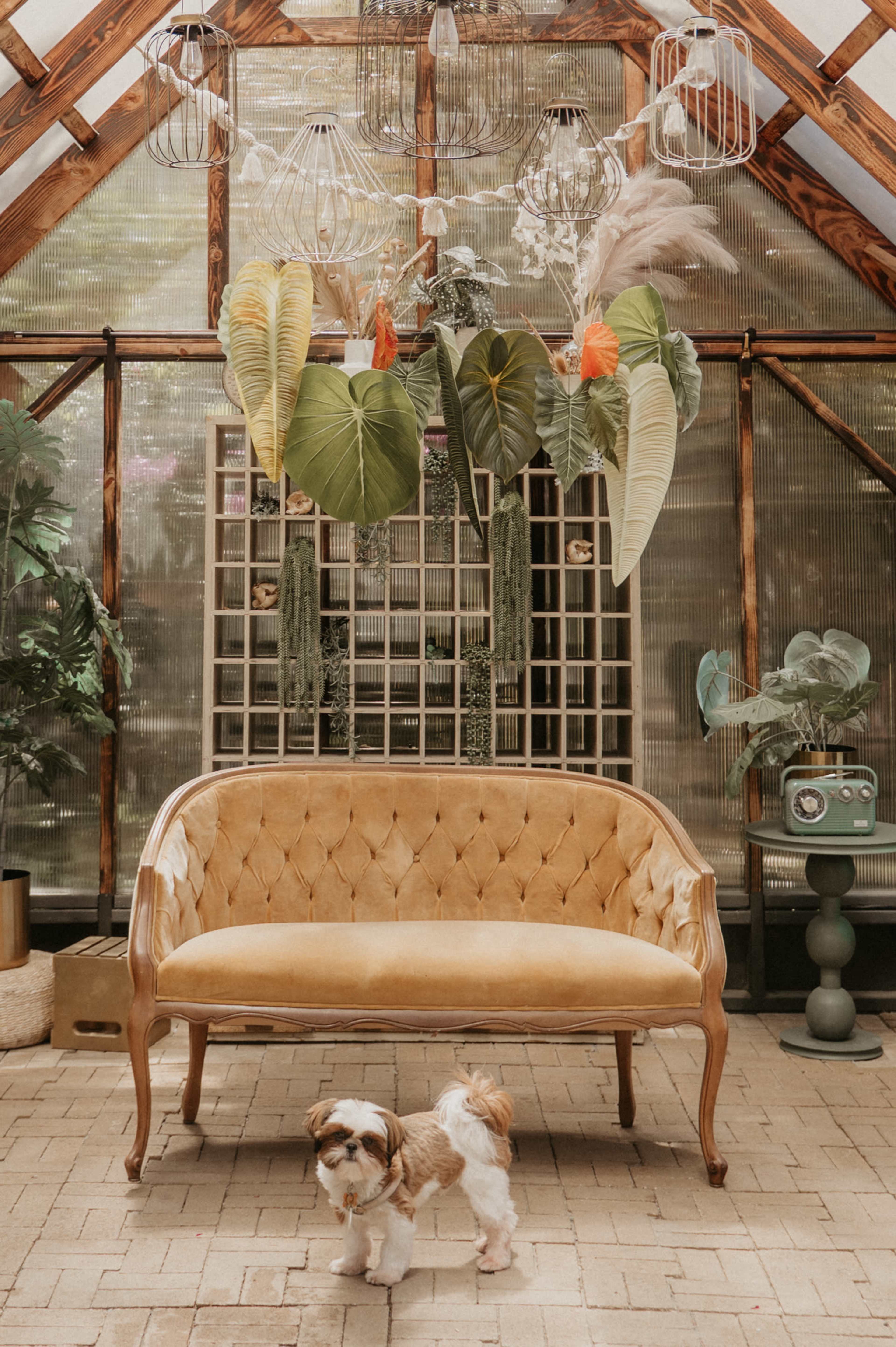 A small dog walks in front of a vintage yellow upholstered sofa in a greenhouse adorned with hanging plants and decorative elements.
