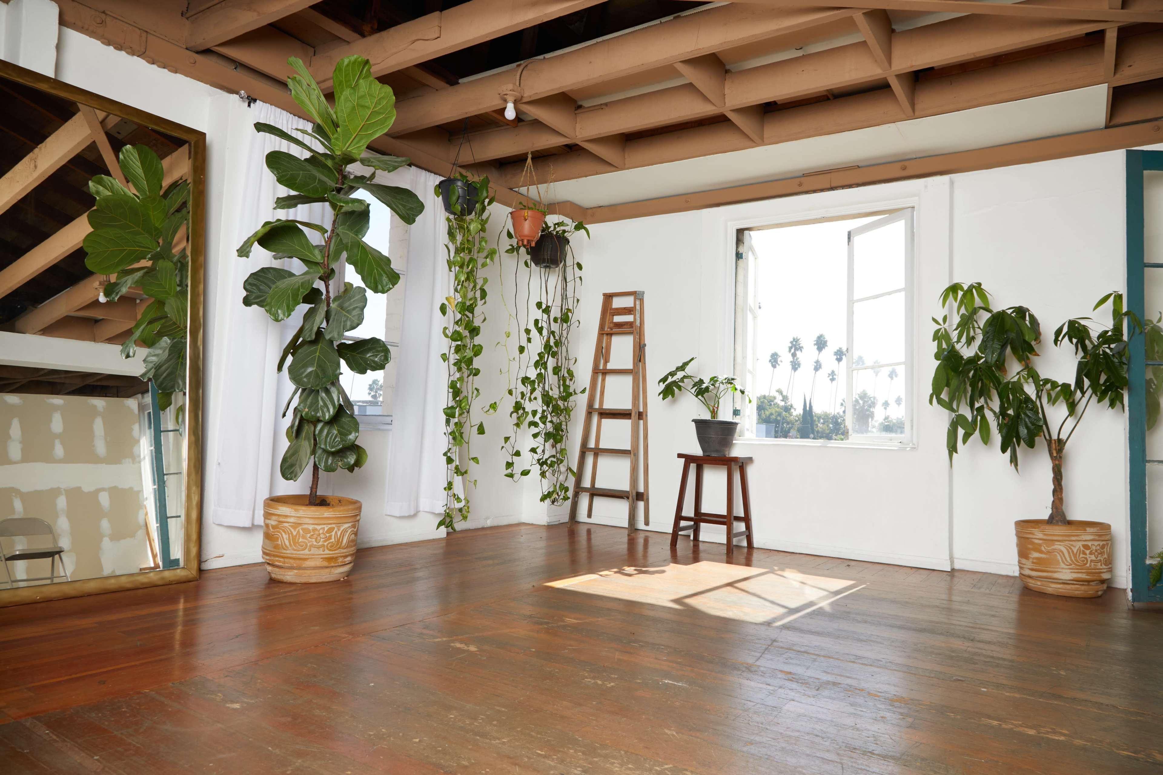 A spacious room with wooden floors features large potted plants, a small ladder, and a window with a view of palm trees.