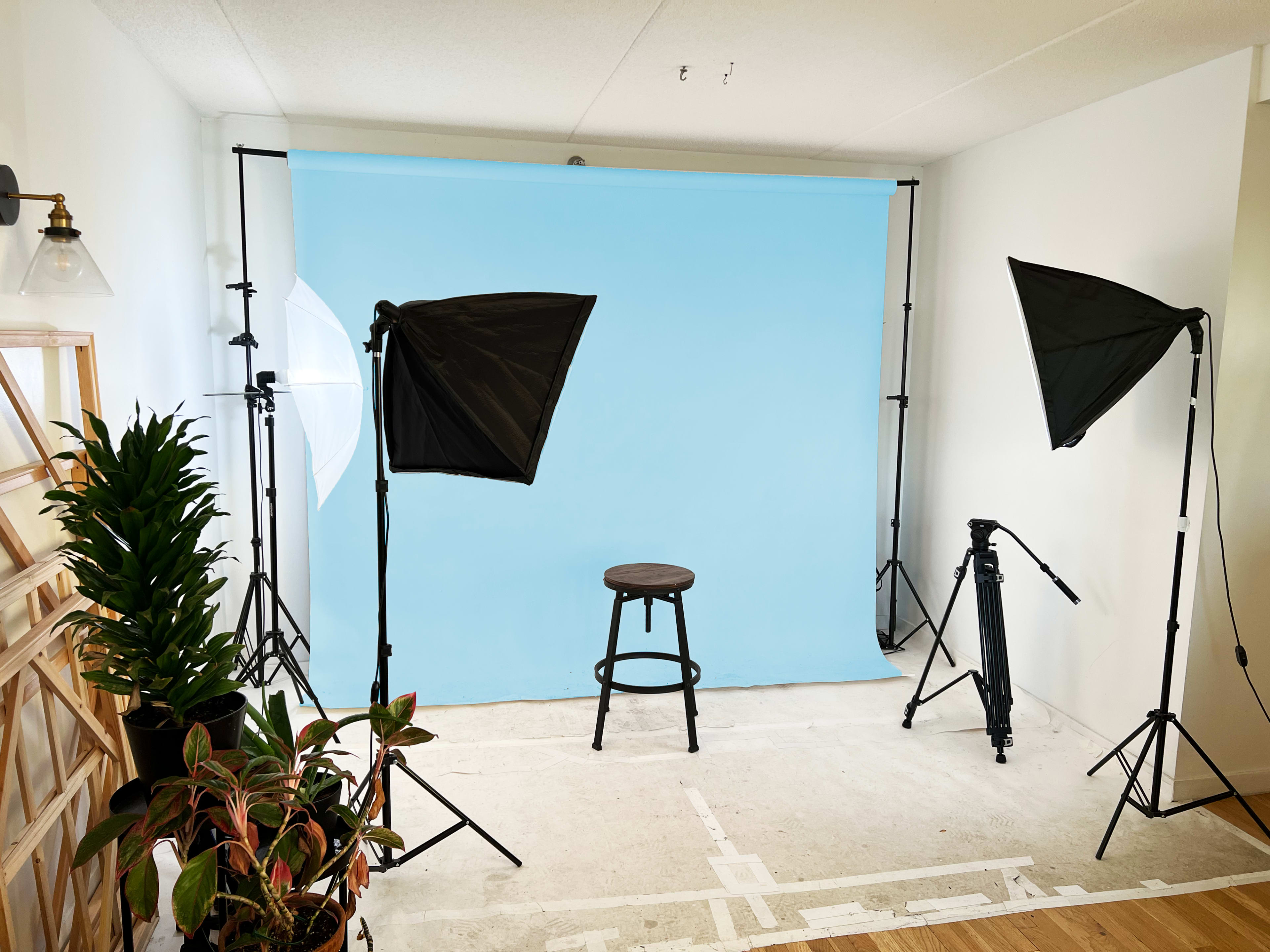 A photography setup with two softbox lights, a blue backdrop, a stool in the center, and various plants in the foreground.