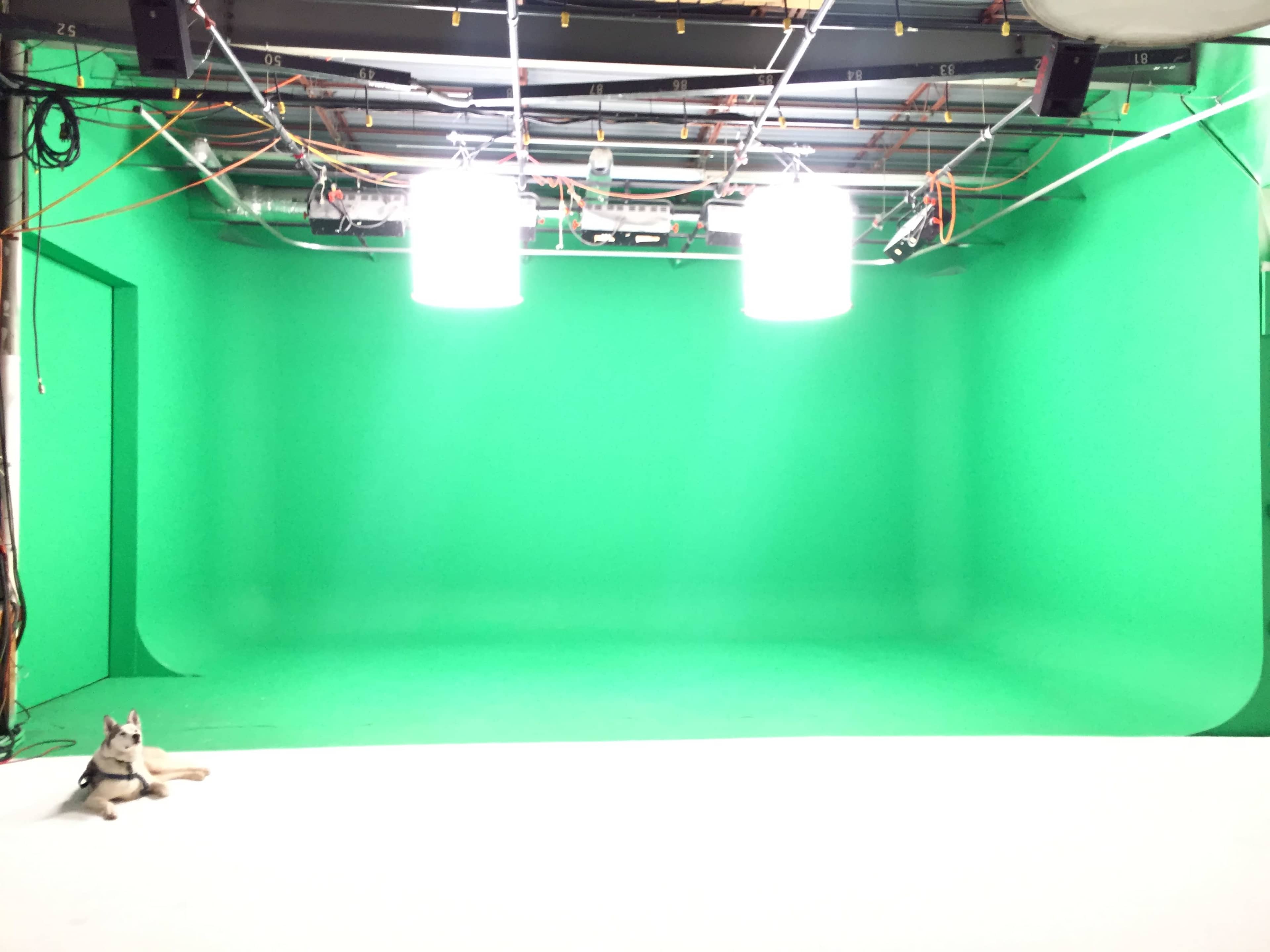 An empty green screen studio with bright overhead lights and a white floor, featuring a dog lying on the floor.