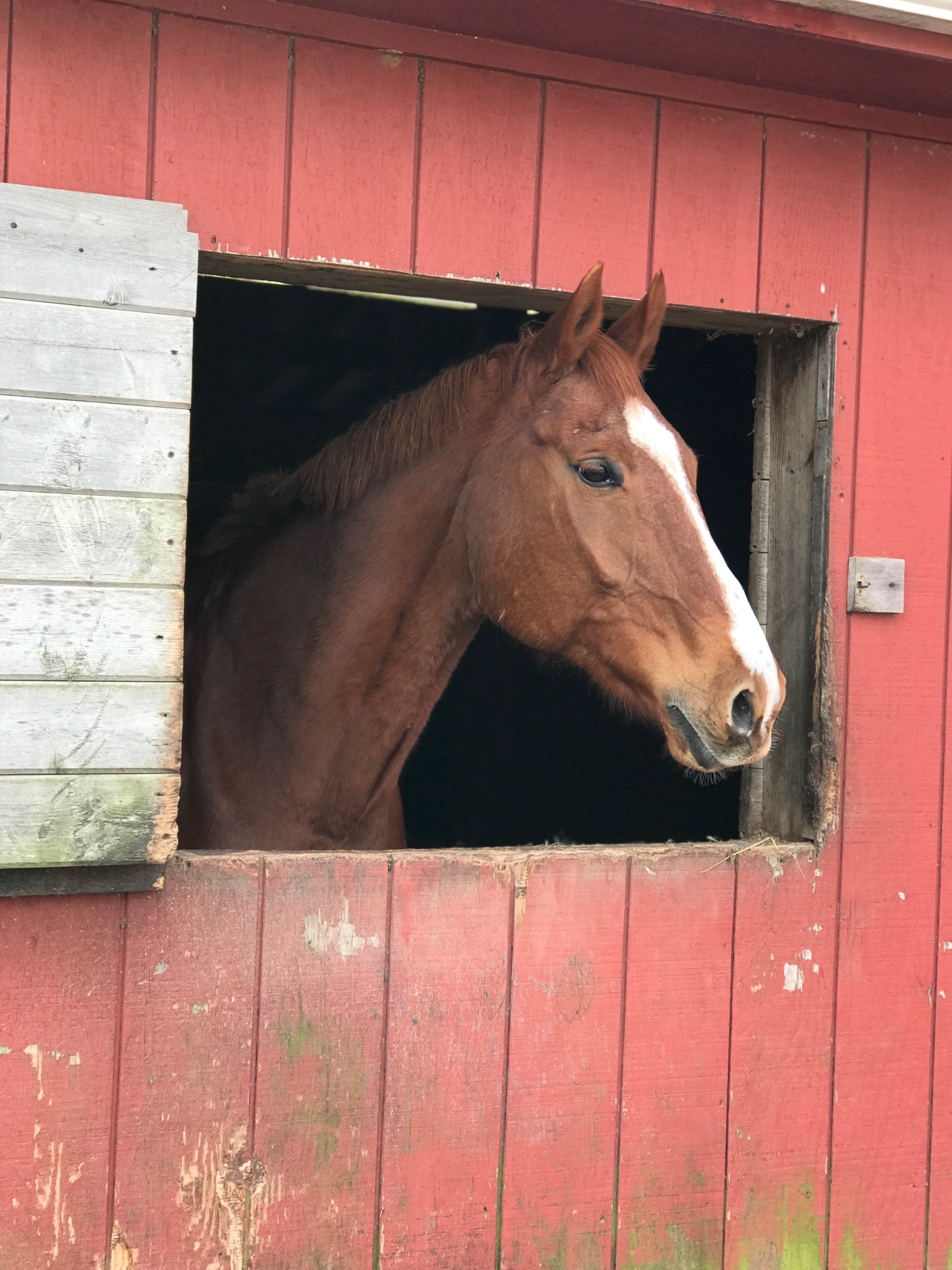 A brown horse with a white mark on its forehead stands in the window of a red barn.