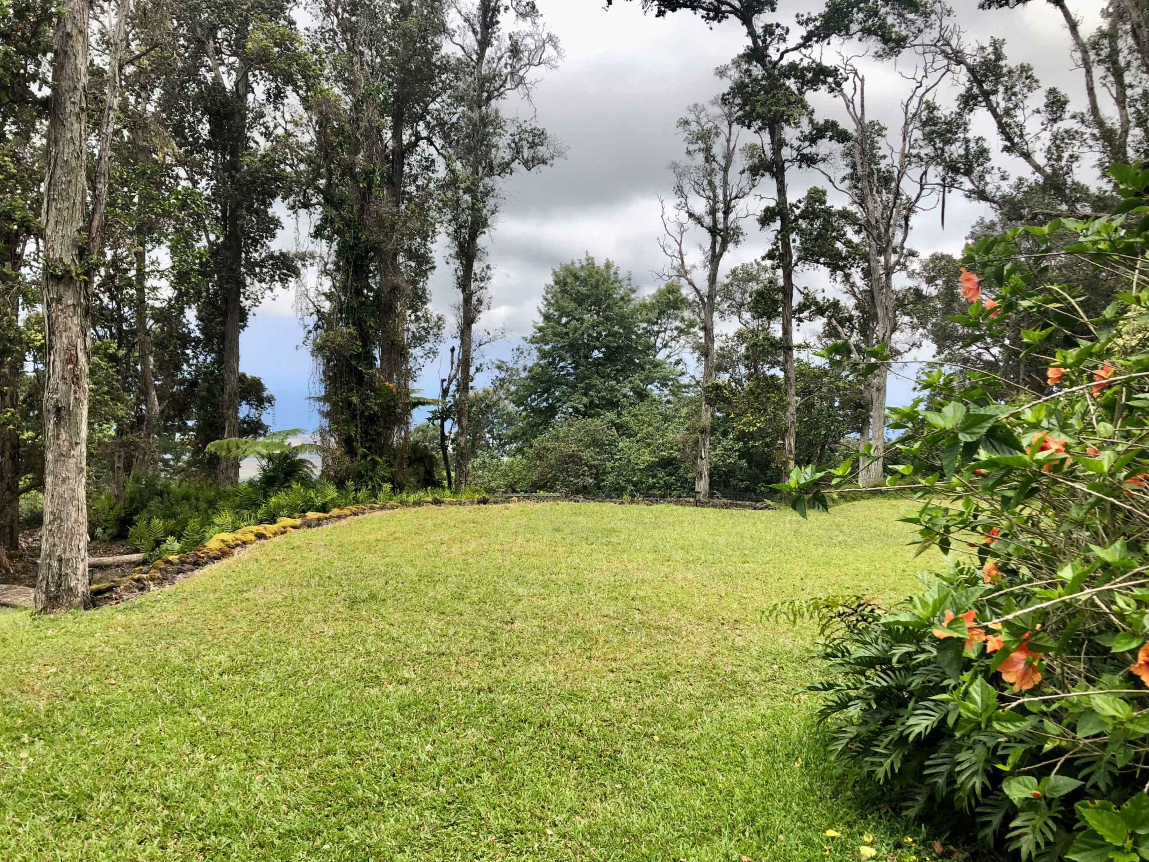 A grassy clearing surrounded by trees and bushes in a natural setting.