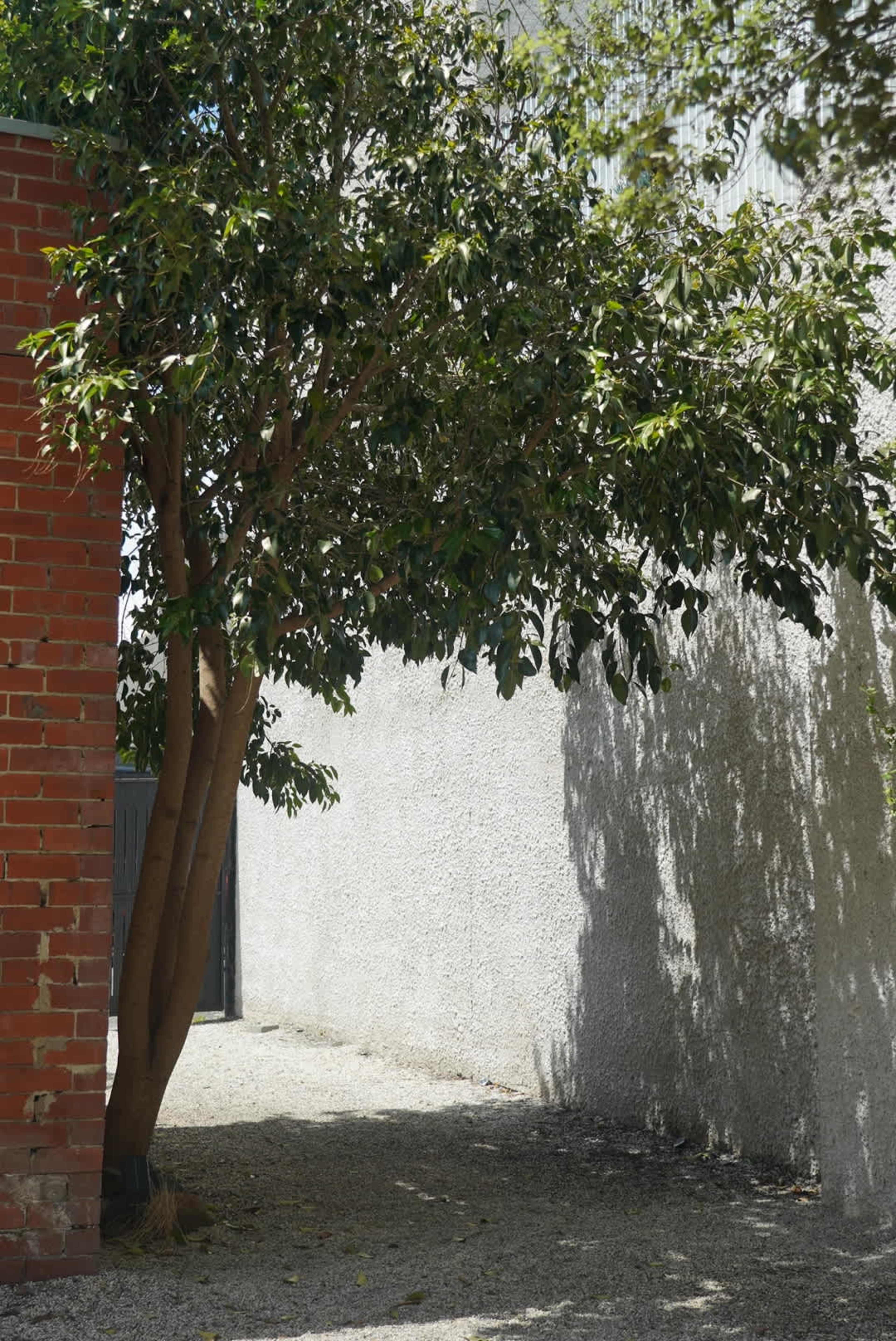A tree stands beside a brick wall, casting a shadow on a gravel pathway next to a textured concrete wall.